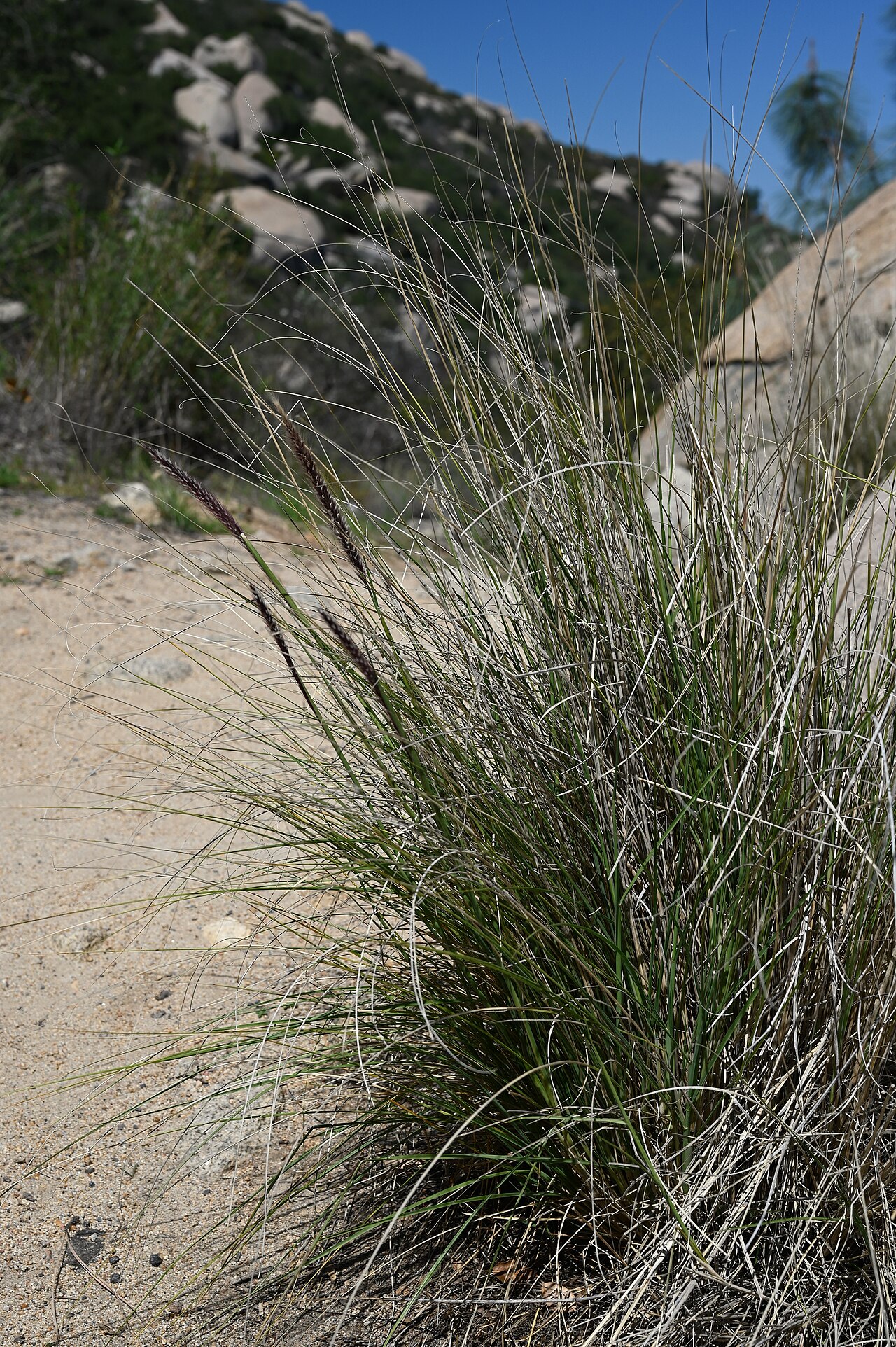 Fountain Grass — photo 23