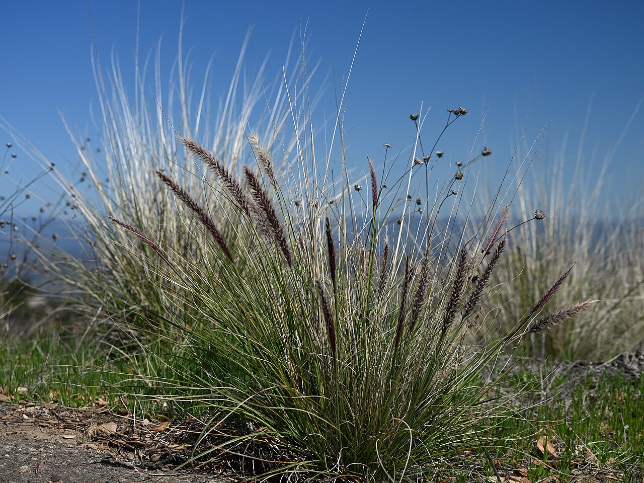 Fountain Grass — photo 24