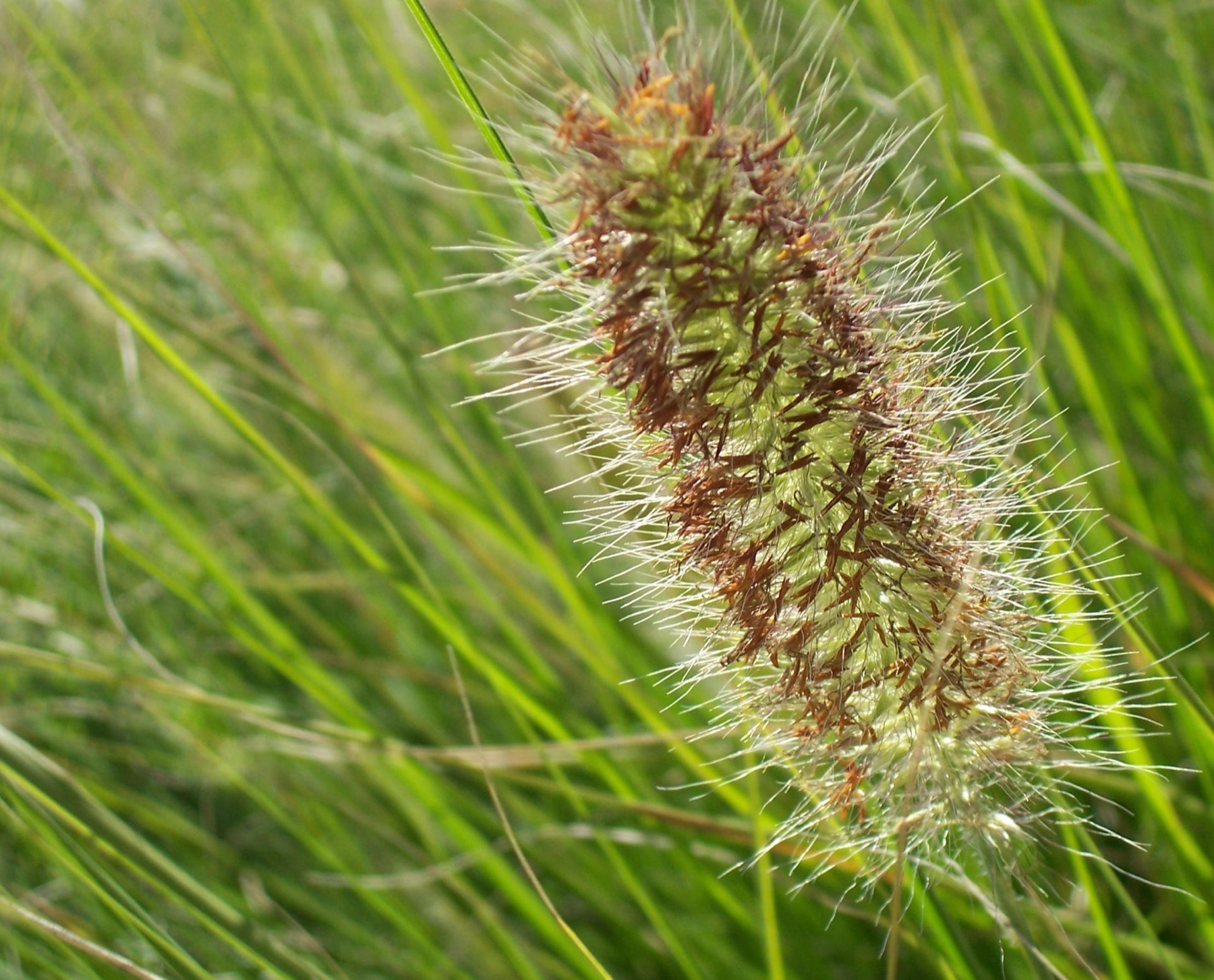 Fountain Grass