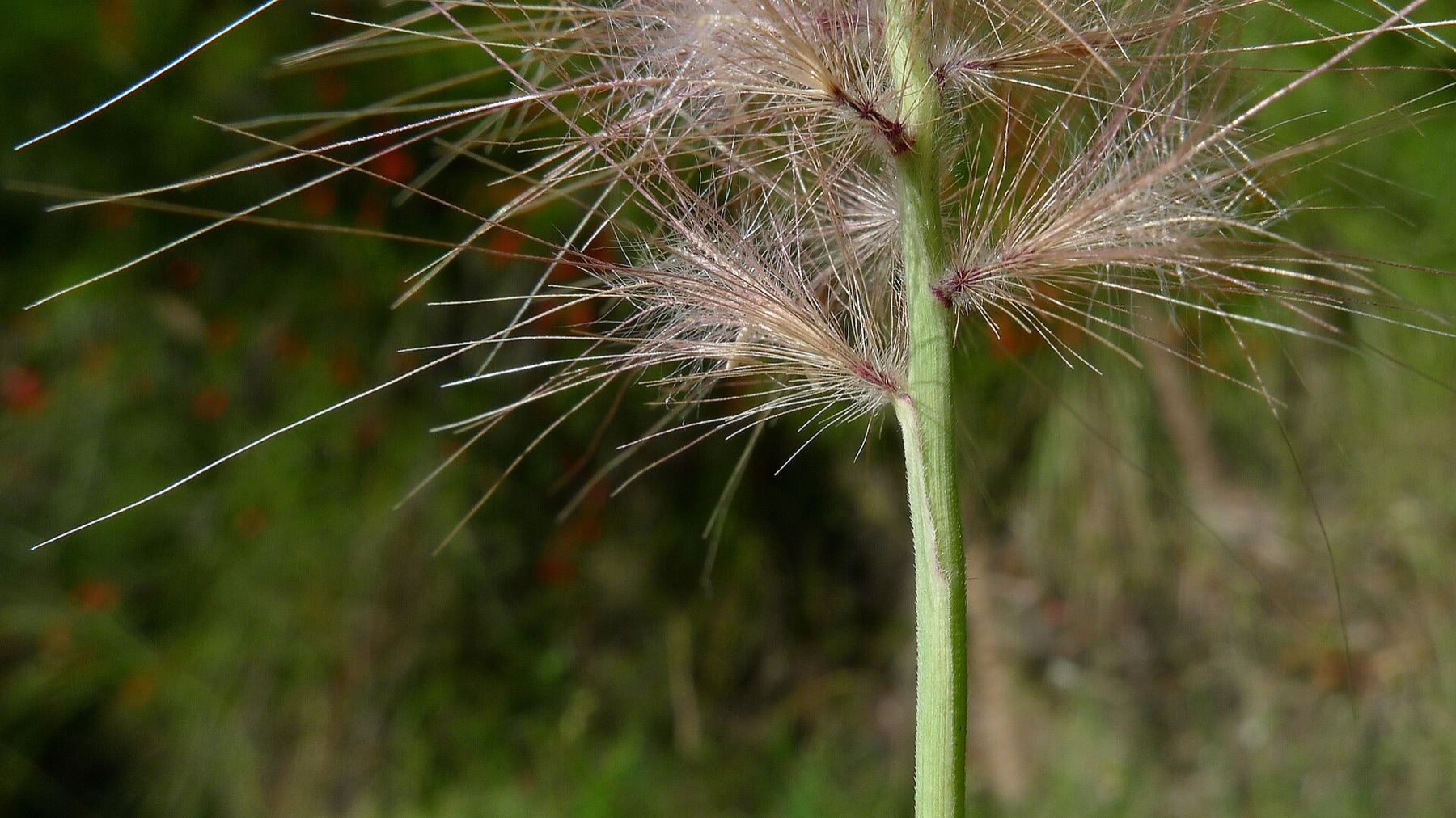 Fountain Grass — photo 2