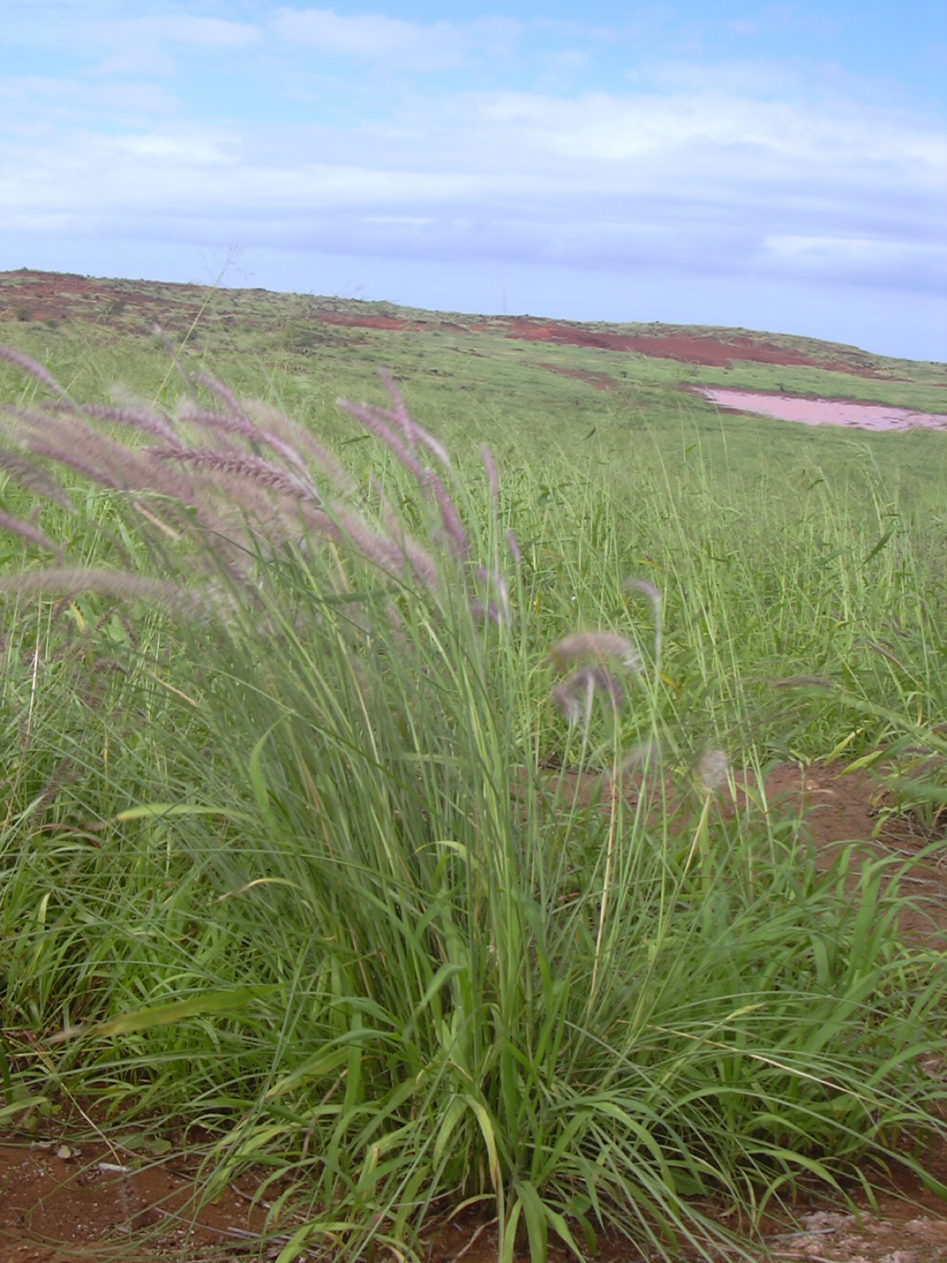 Fountain Grass — photo 3