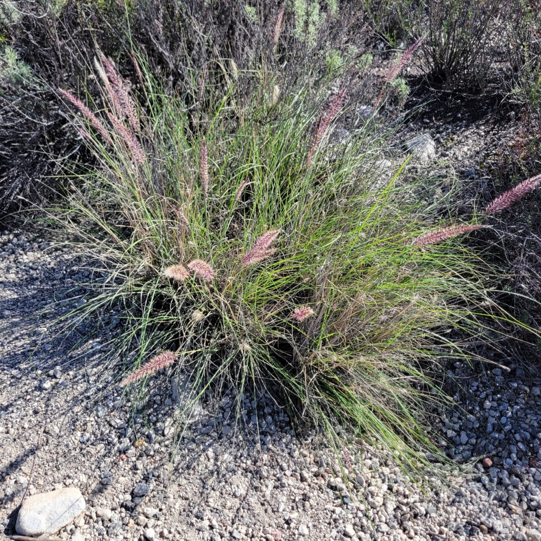 Fountain Grass — photo 4