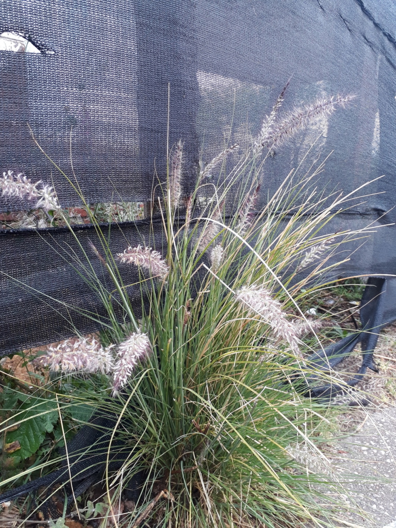 Fountain Grass — photo 5