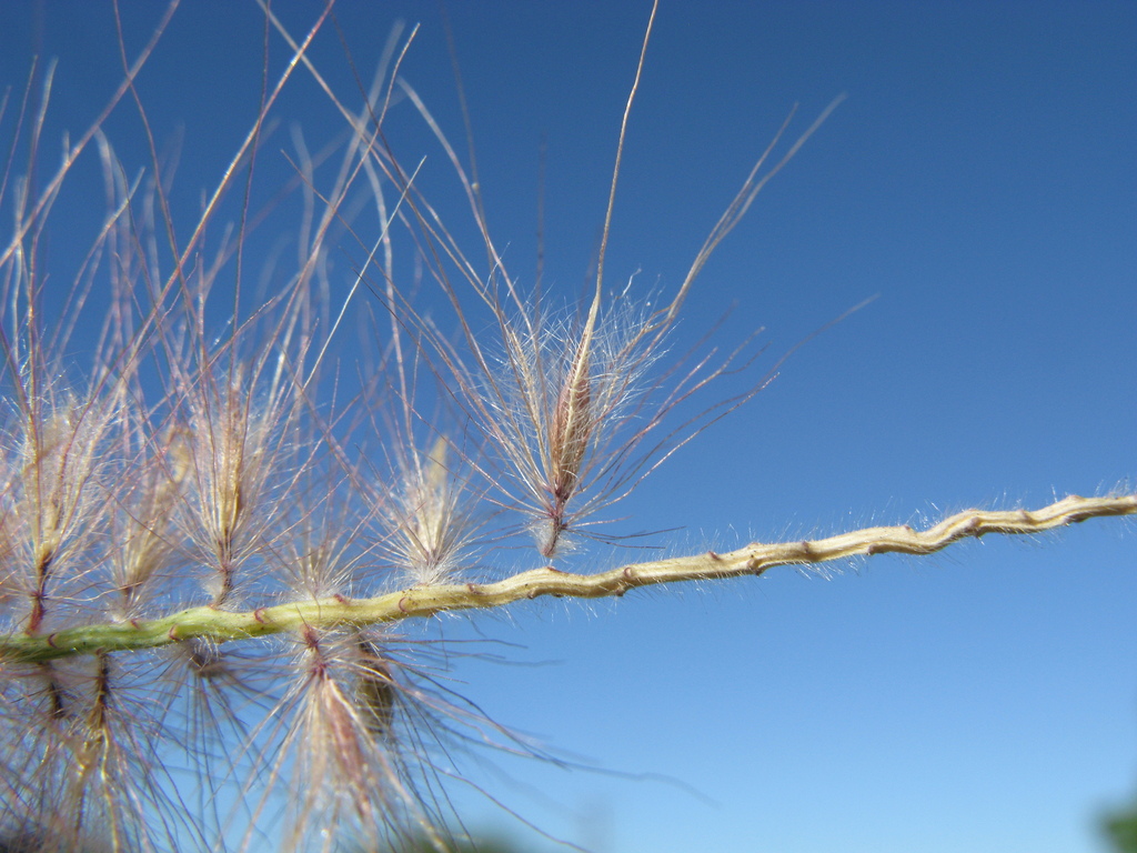 Fountain Grass — photo 21