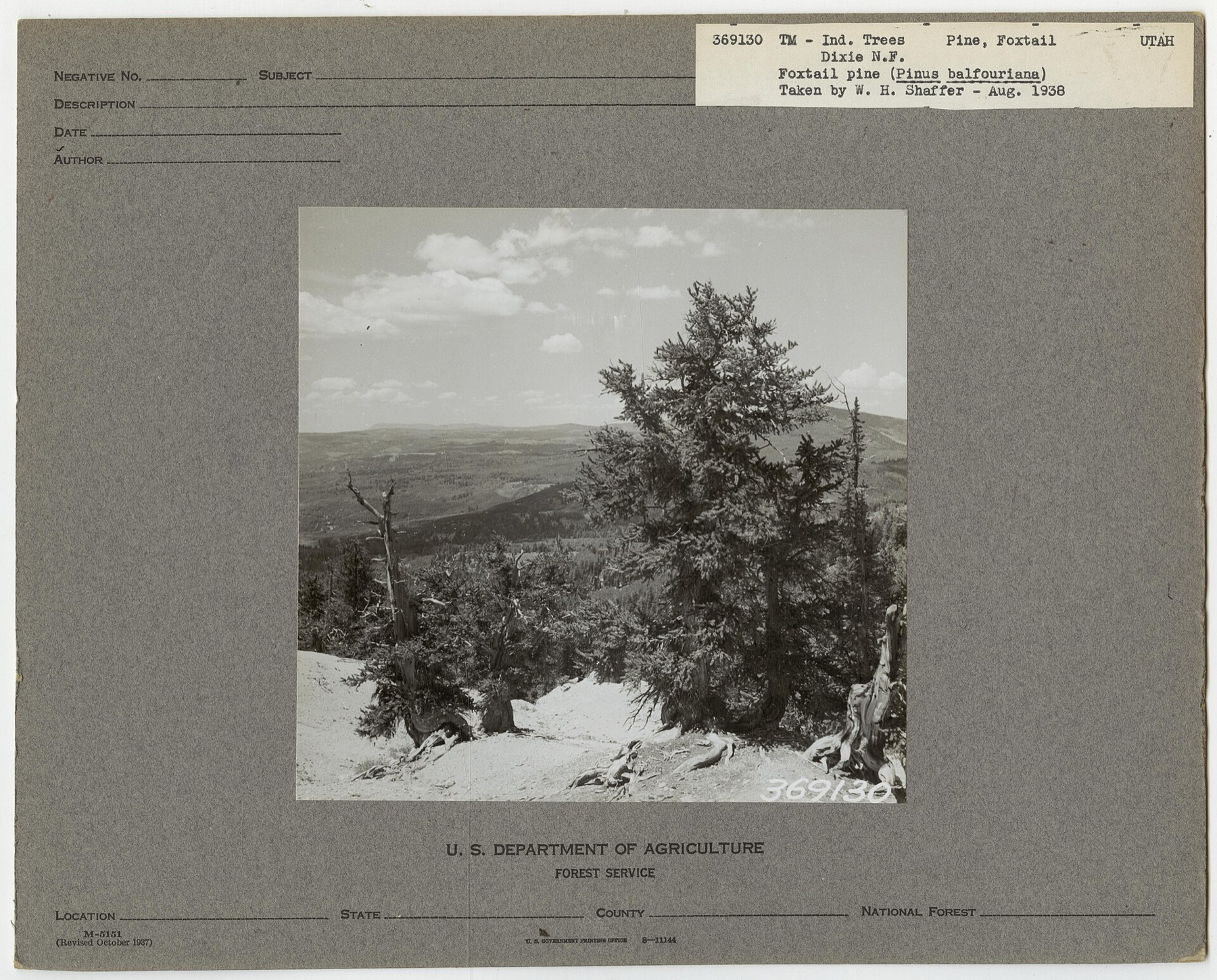 Foxtail Pine — photo 6