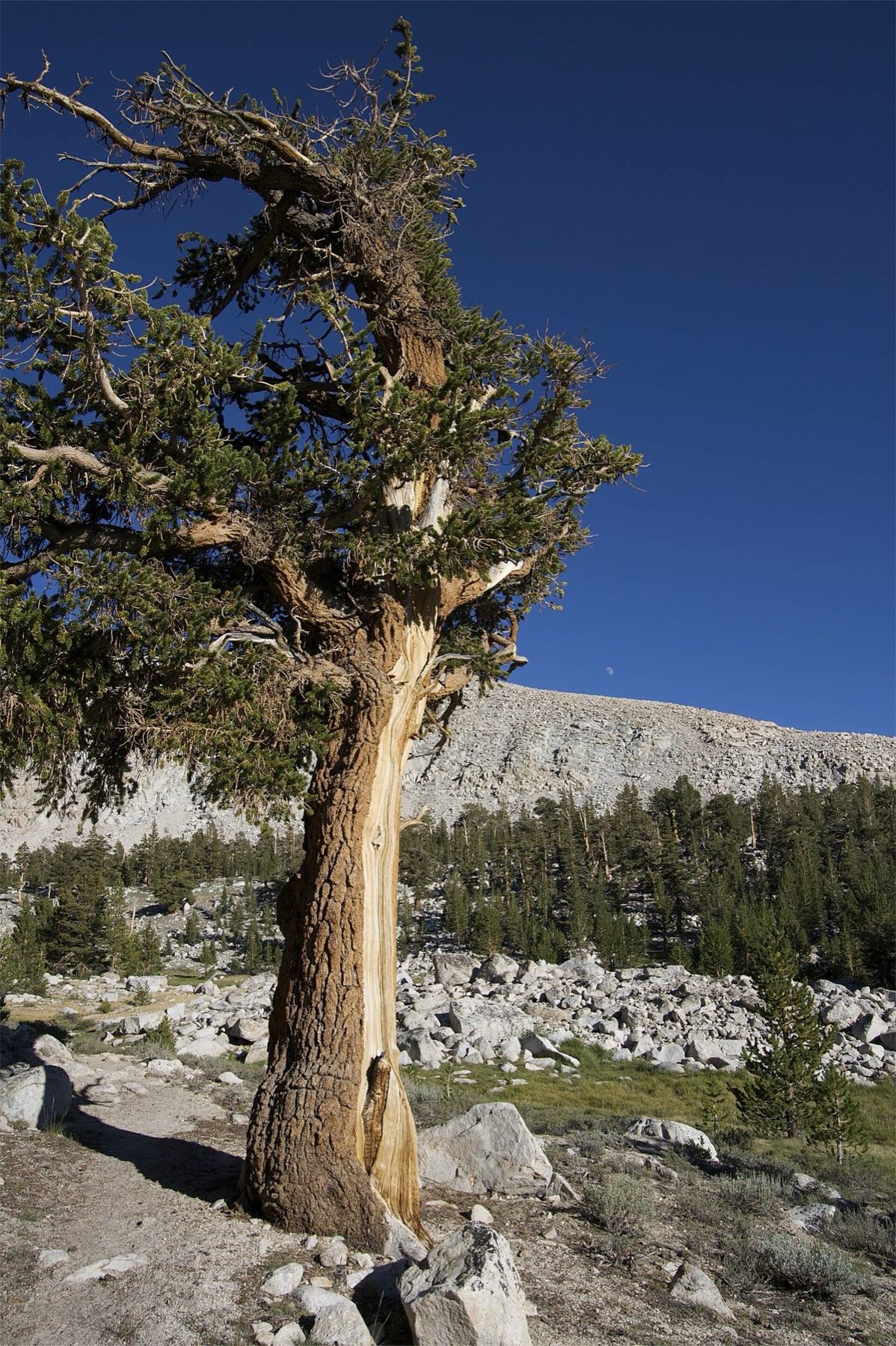Foxtail Pine — photo 7