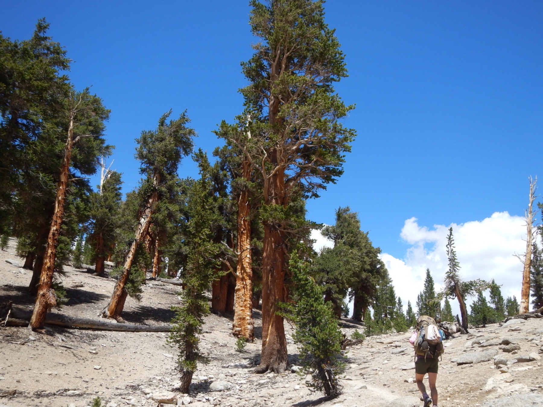Foxtail Pine — photo 9