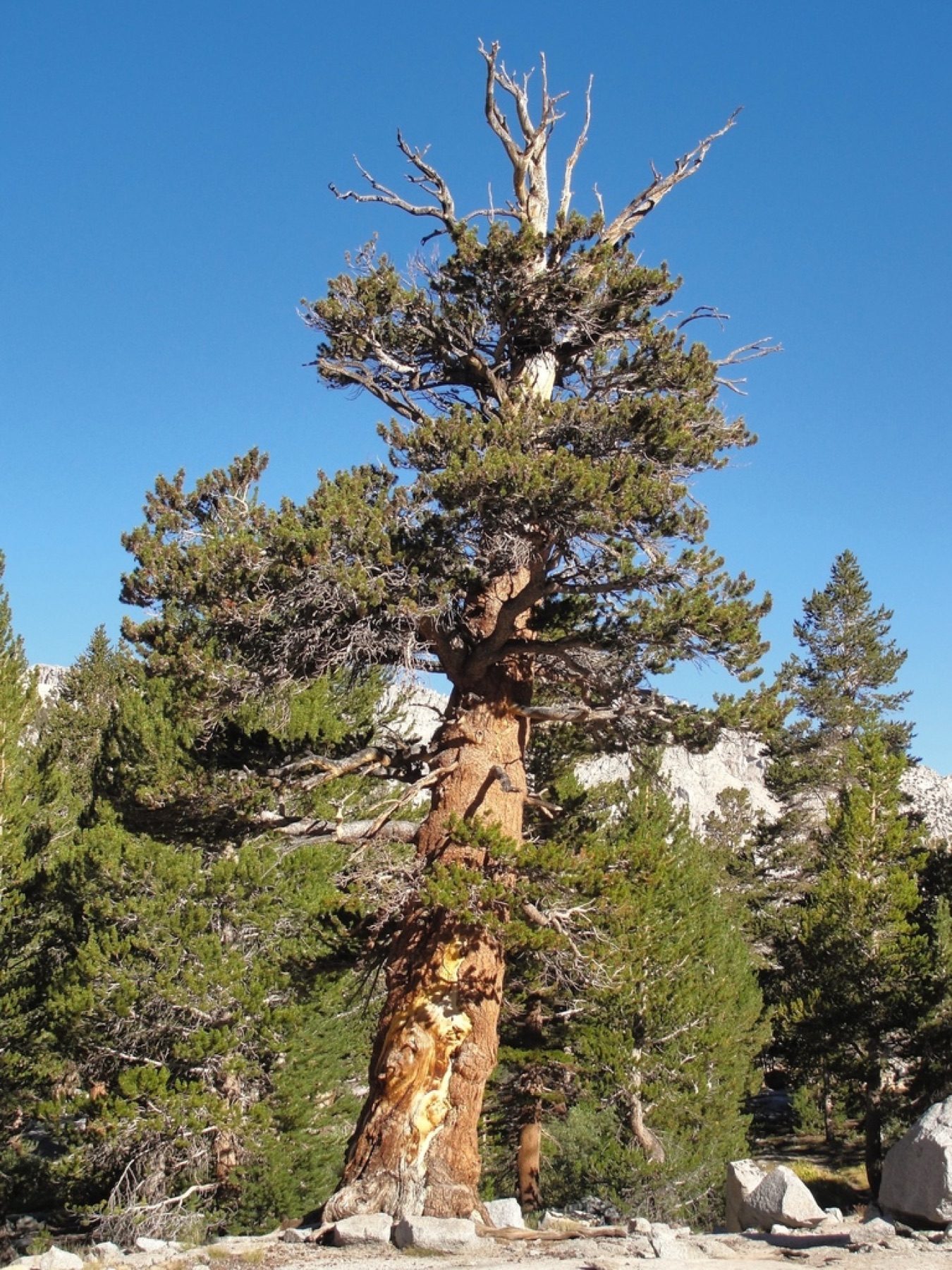 Foxtail Pine — photo 10