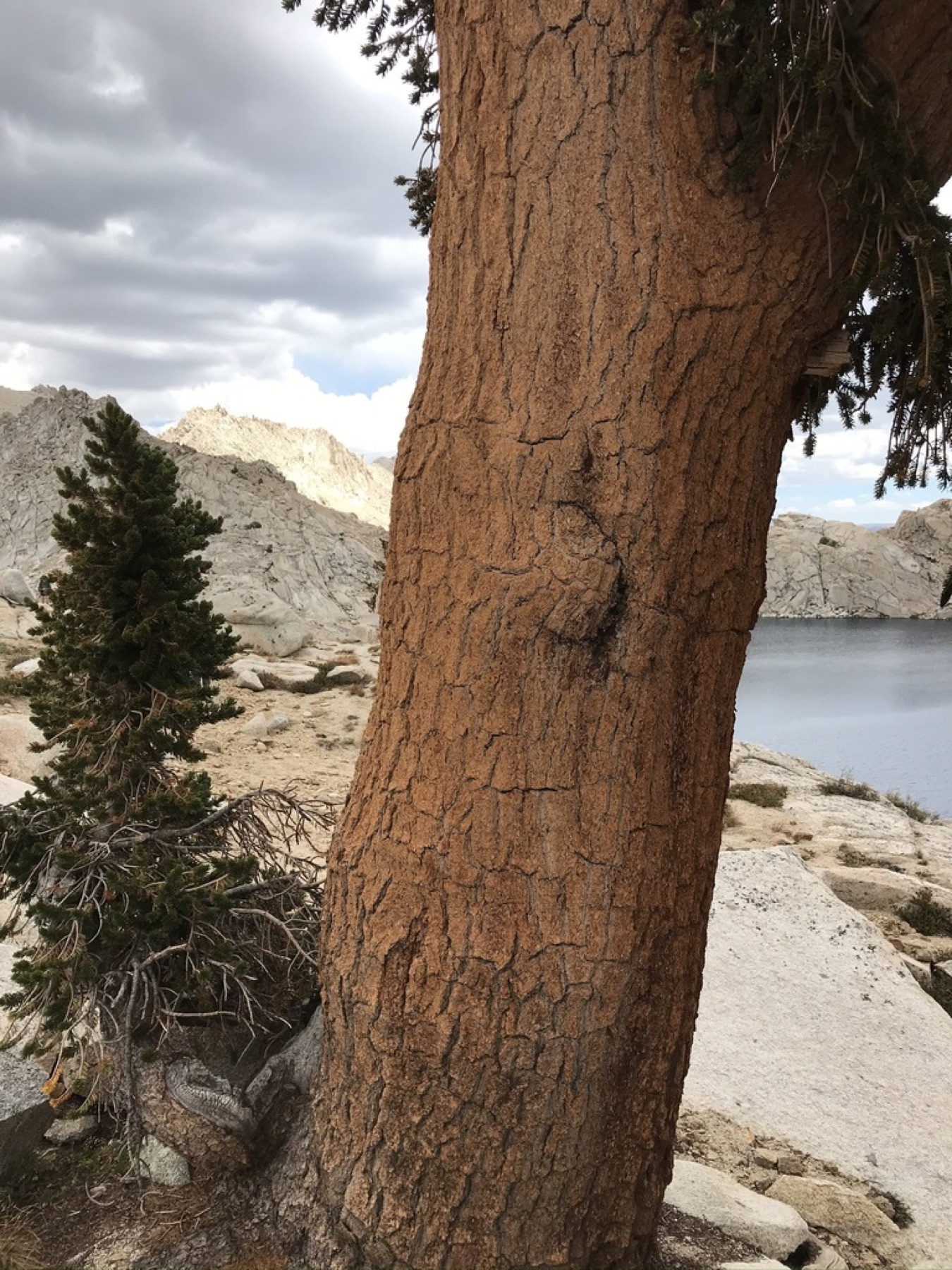 Foxtail Pine — photo 11