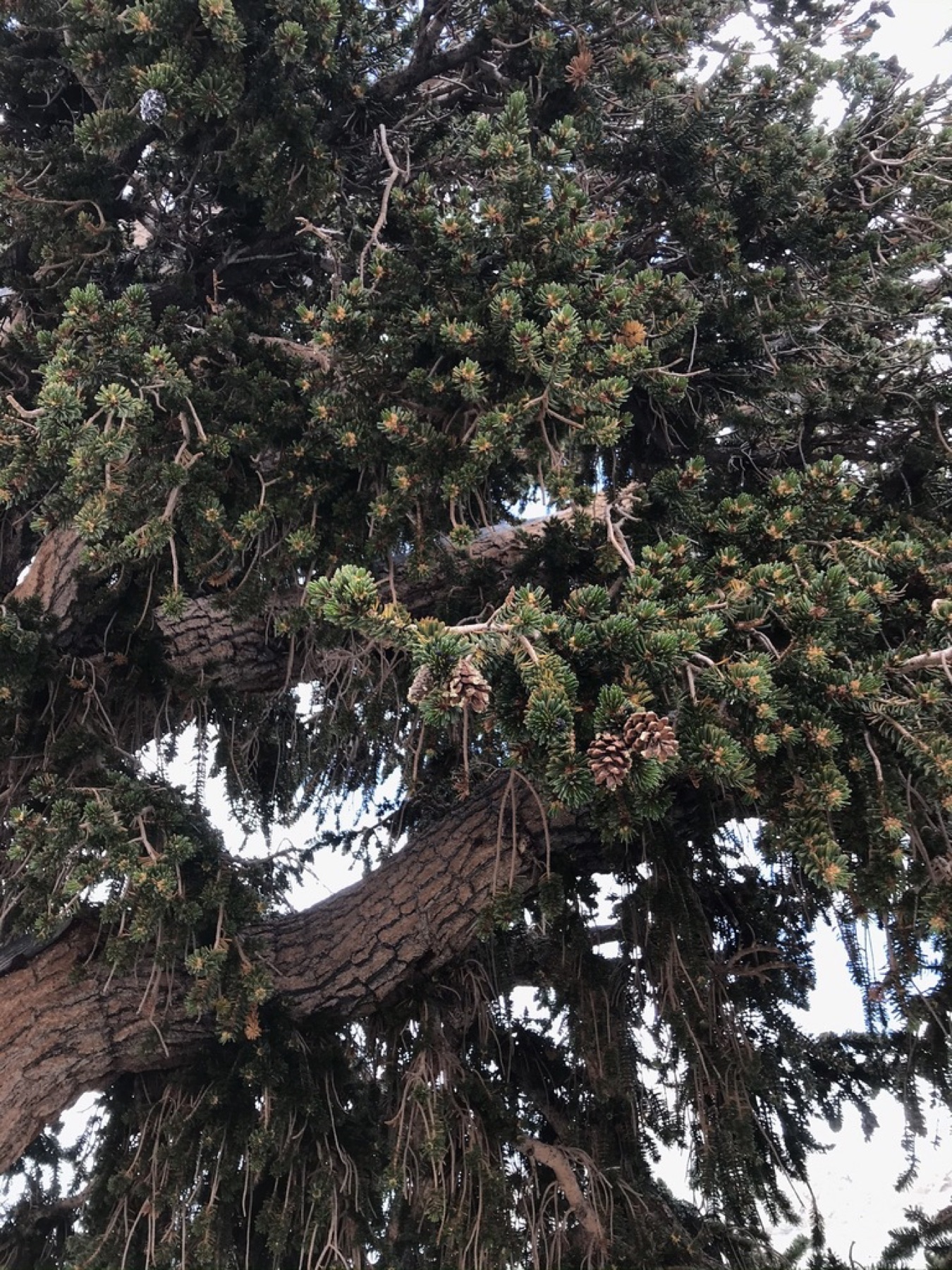 Foxtail Pine — photo 12