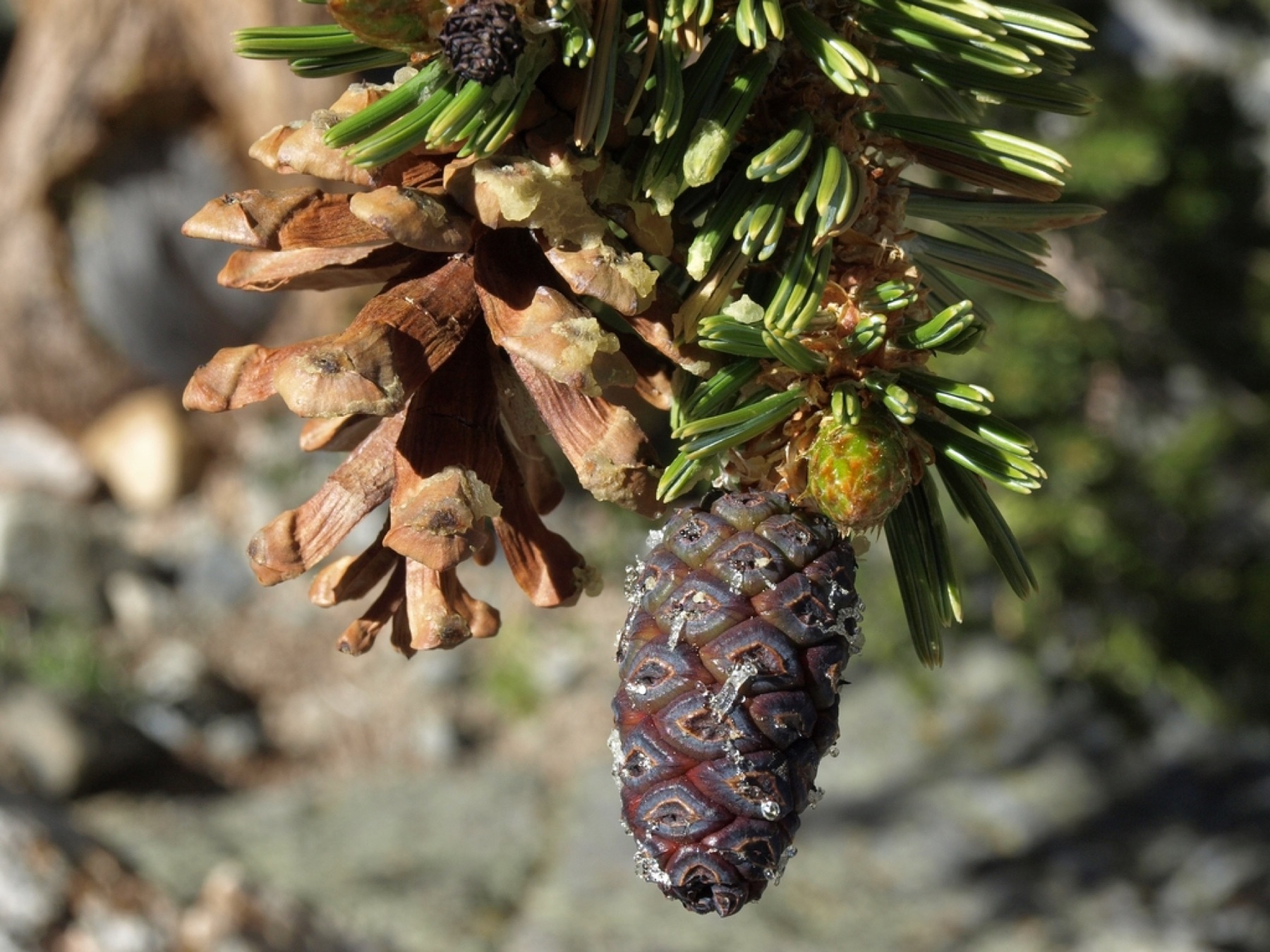 Foxtail Pine — photo 13