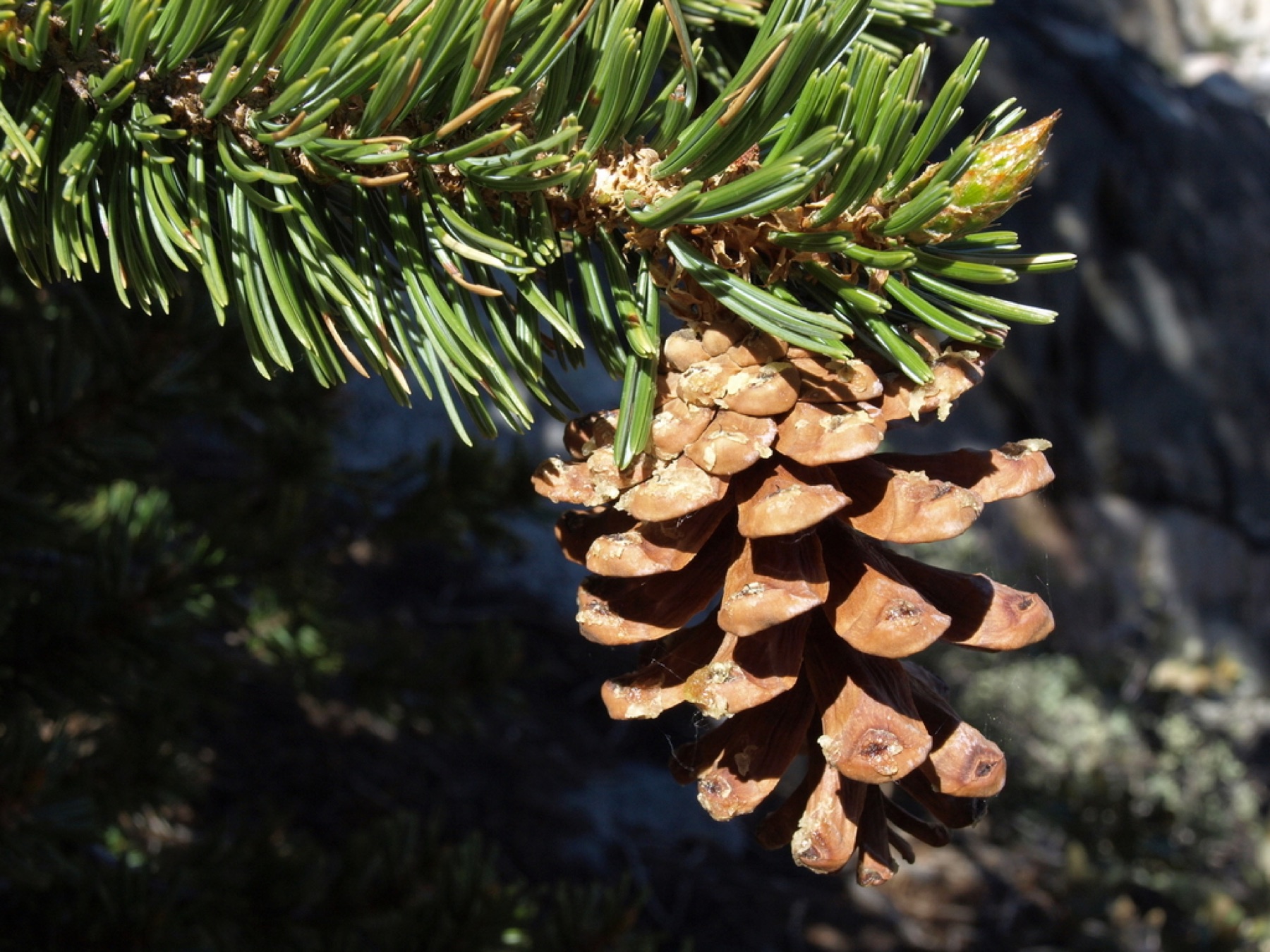 Foxtail Pine — photo 14