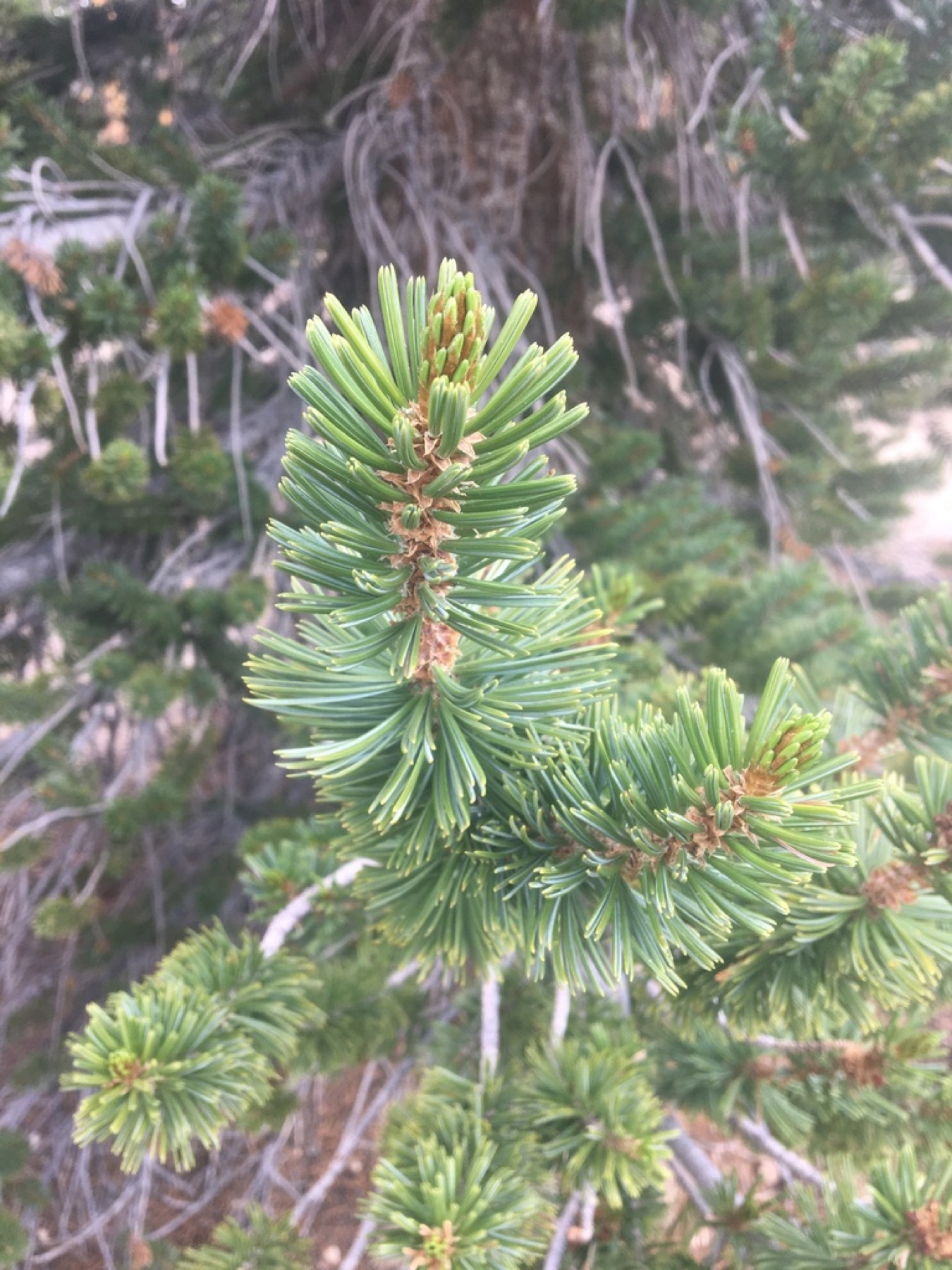 Foxtail Pine — photo 15