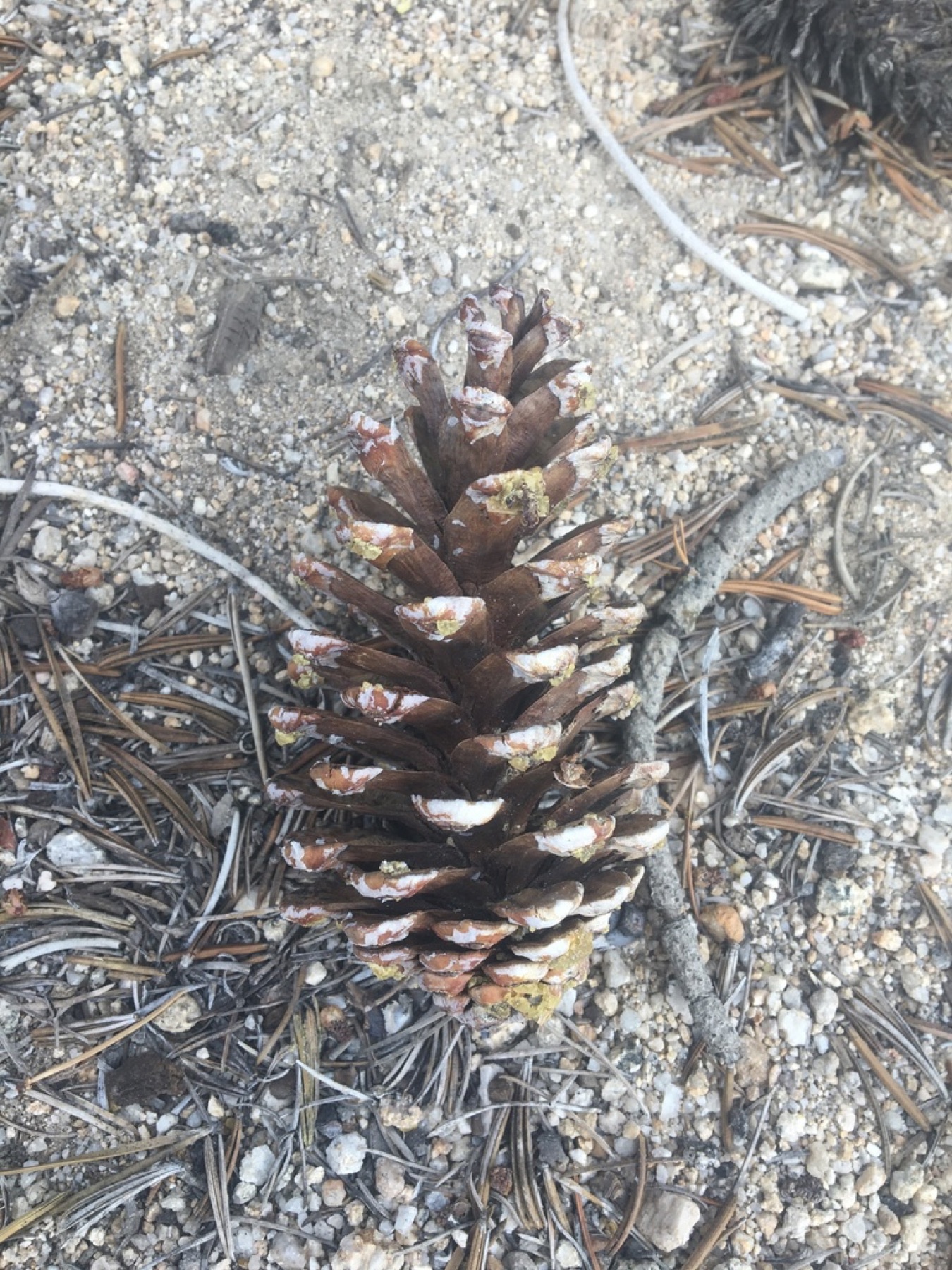 Foxtail Pine — photo 16