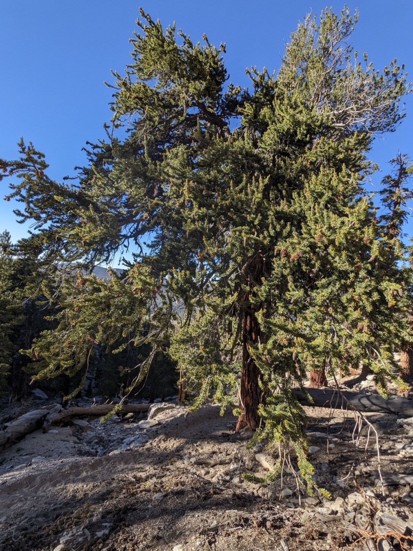 Foxtail Pine — photo 17