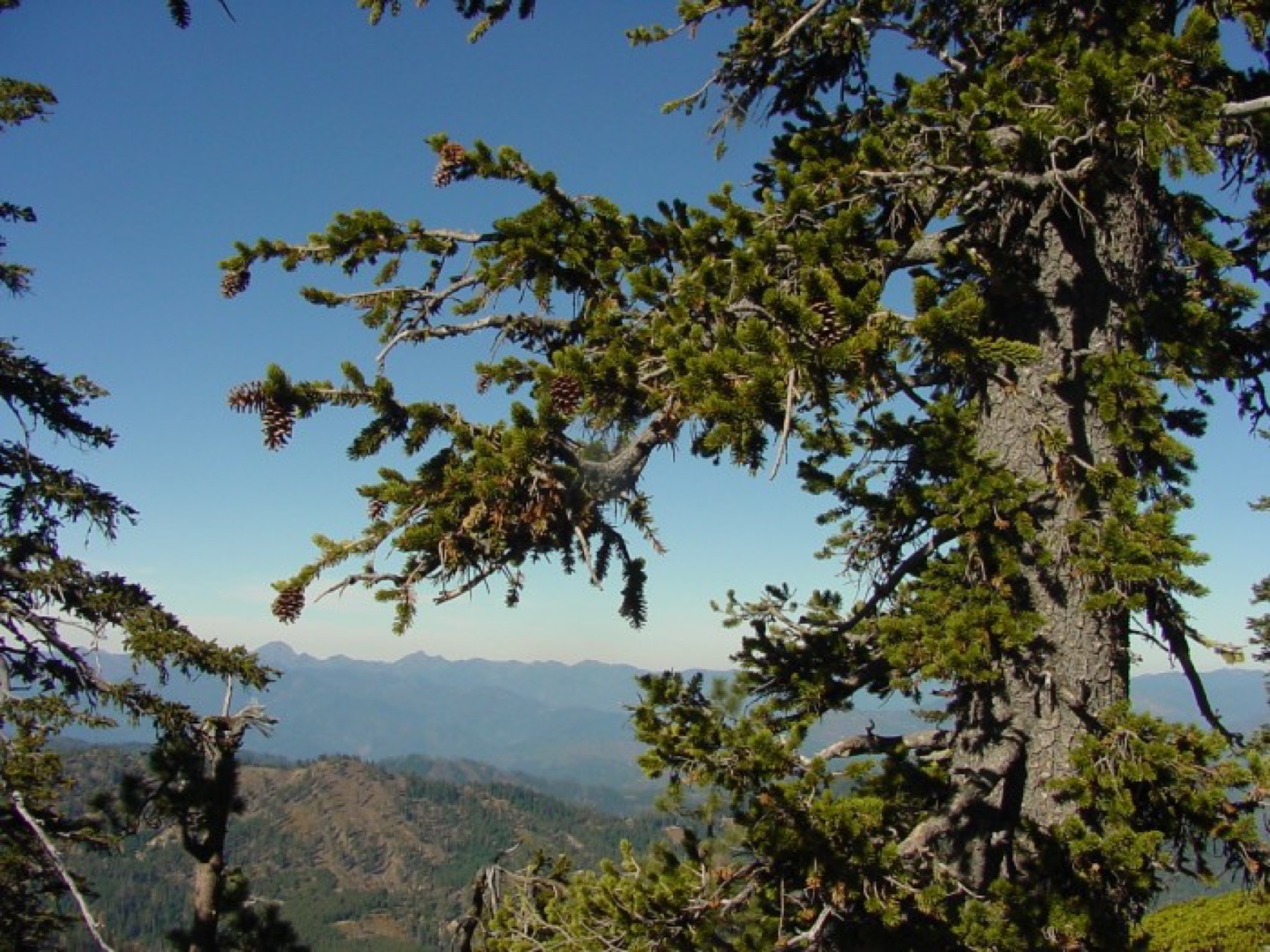 Foxtail Pine — photo 18