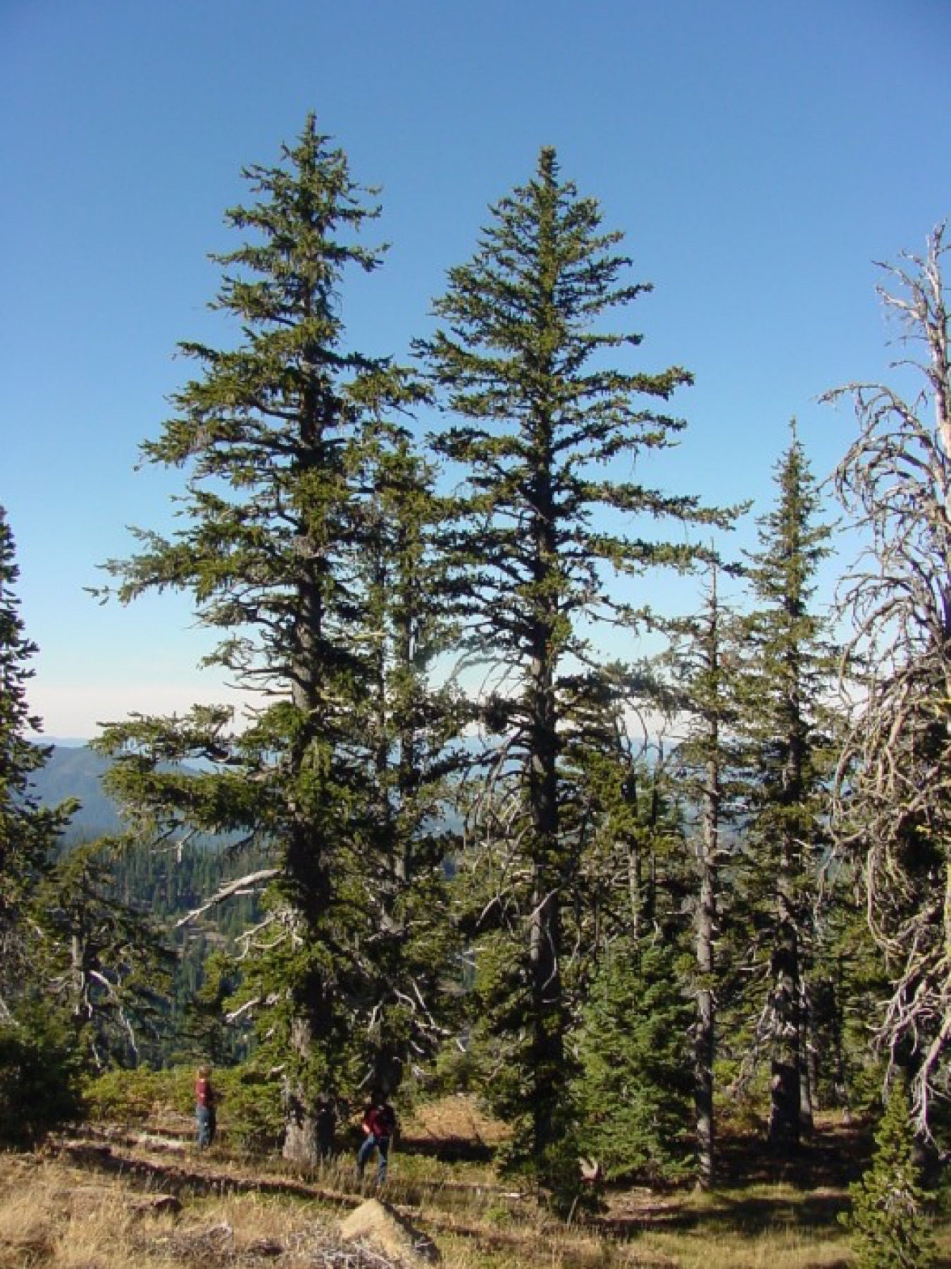 Foxtail Pine — photo 19