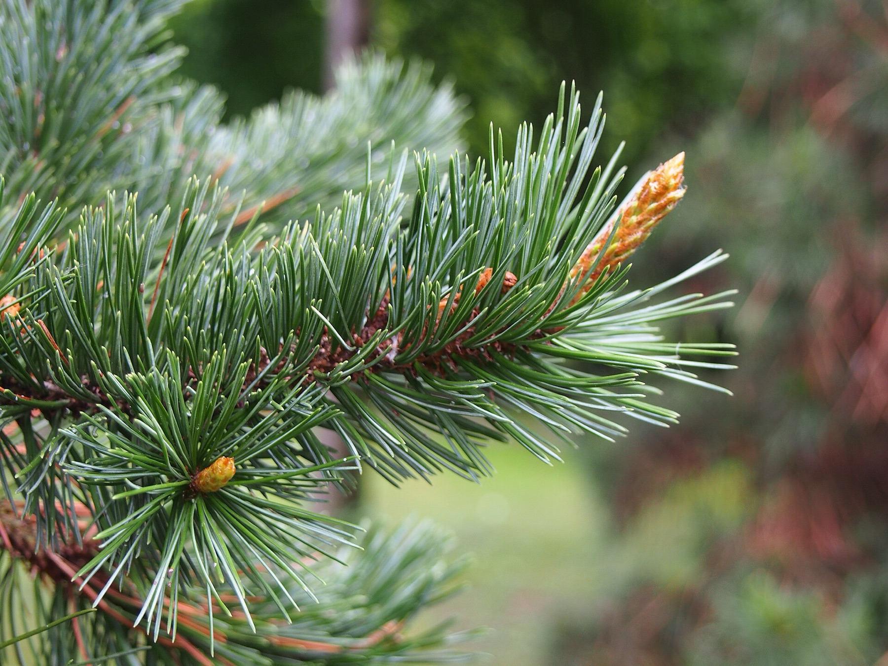 Foxtail Pine — photo 20