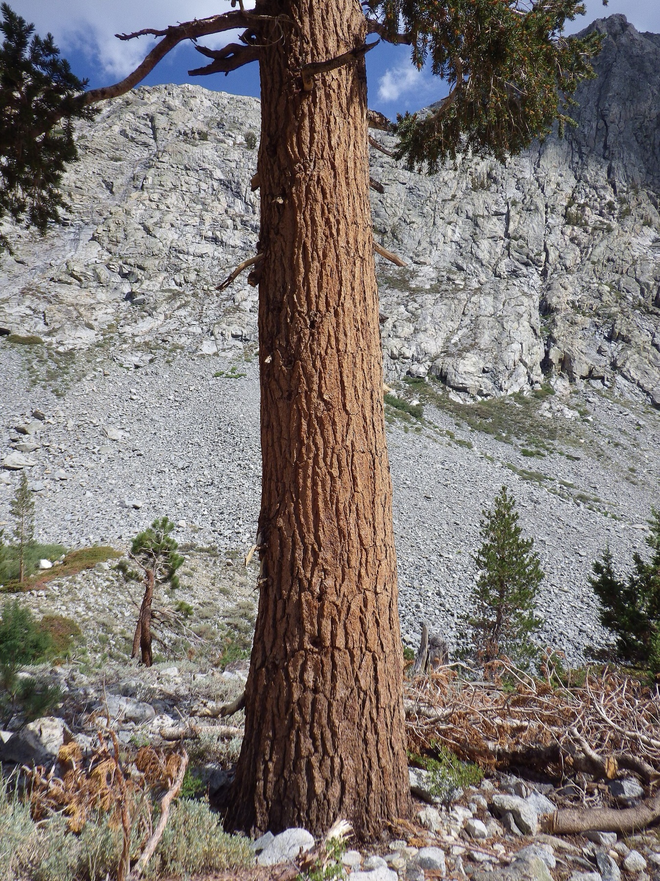 Foxtail Pine — photo 21