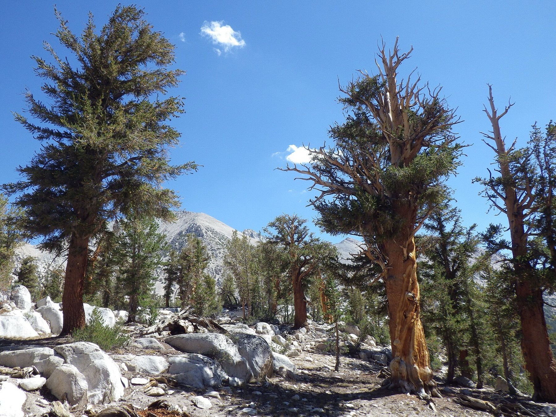 Foxtail Pine — photo 22