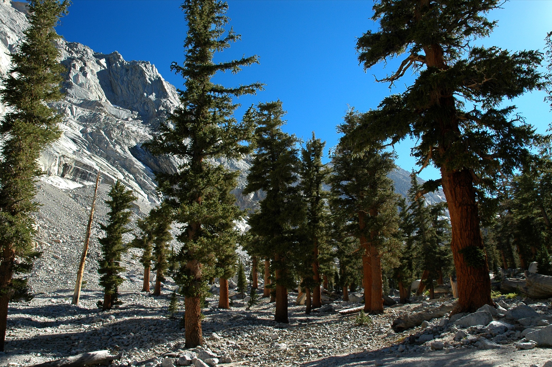 Foxtail Pine — photo 23