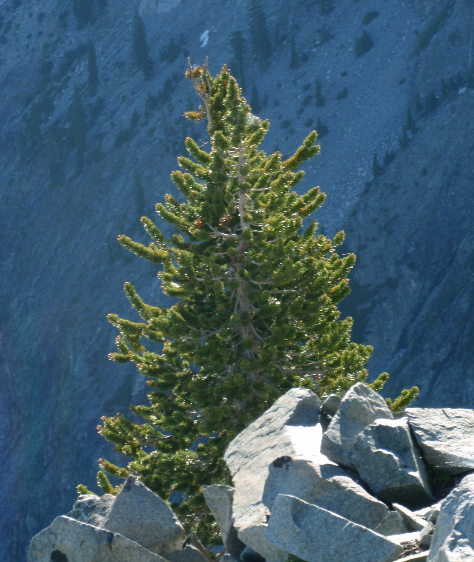 Foxtail Pine — photo 24