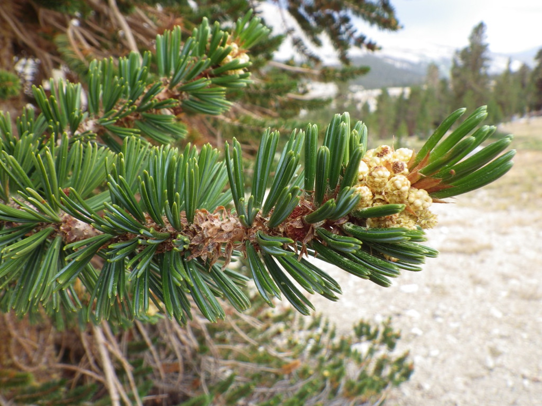 Foxtail Pine — photo 1