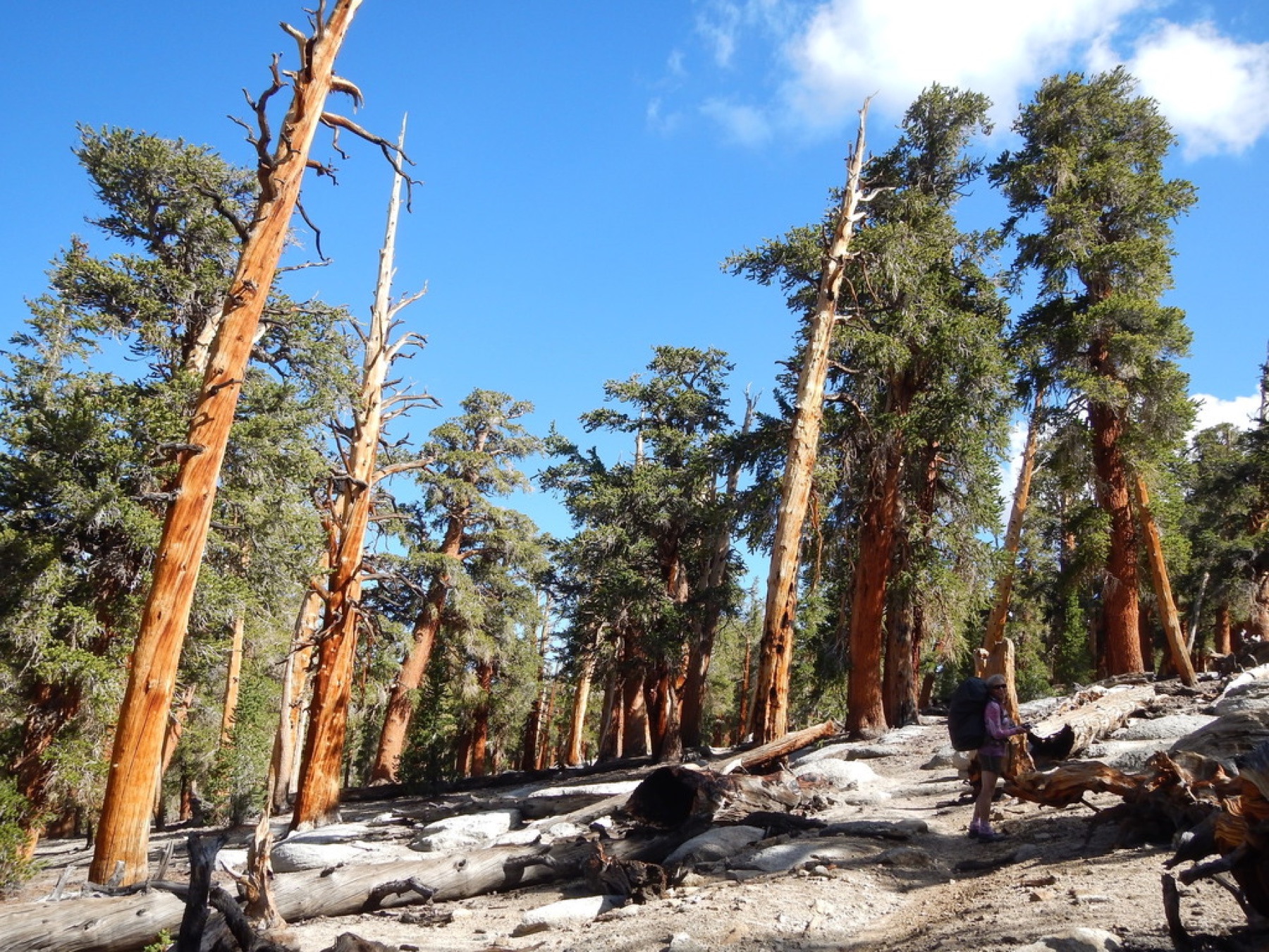 Foxtail Pine — photo 3