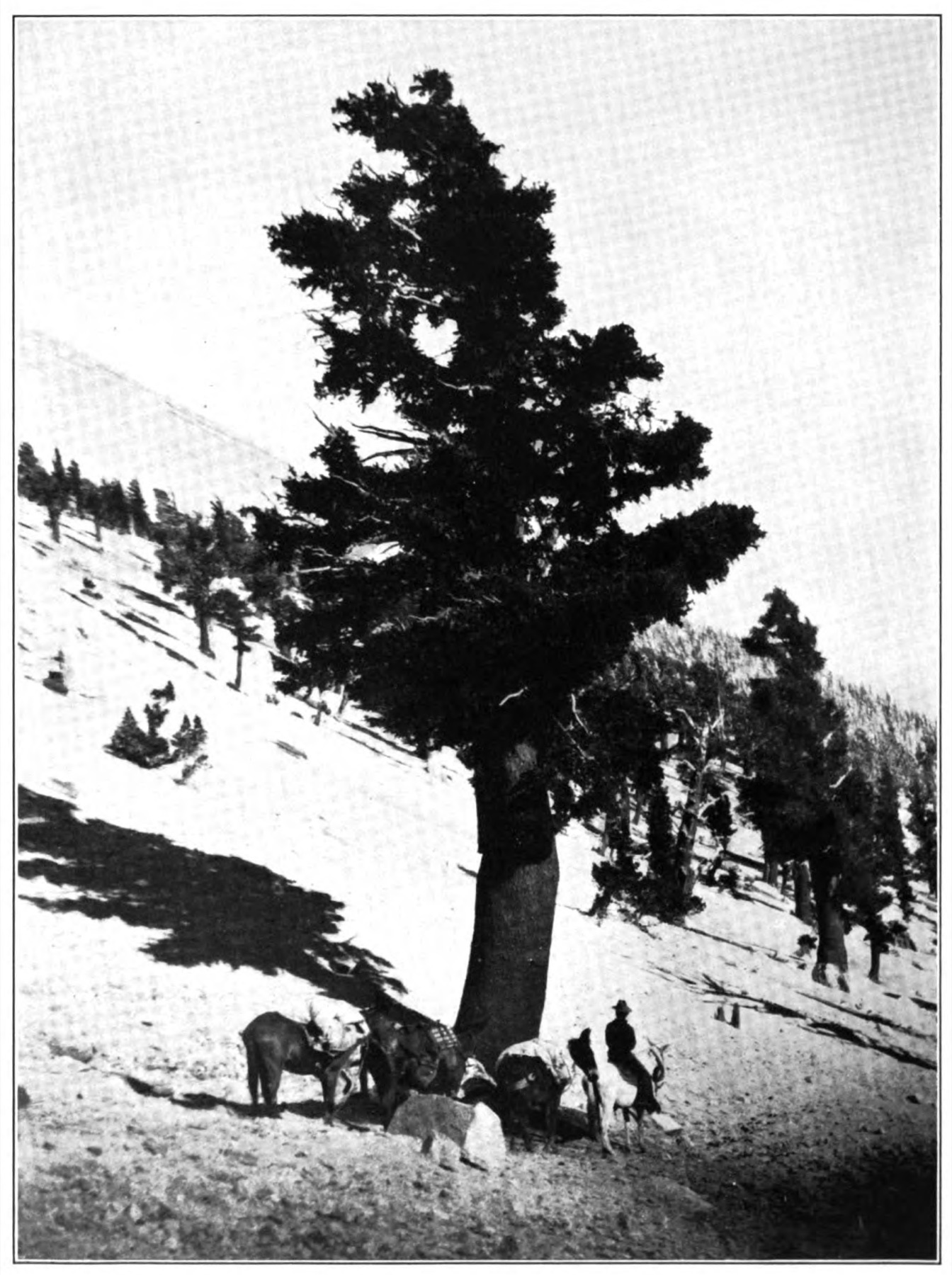 Foxtail Pine — photo 4