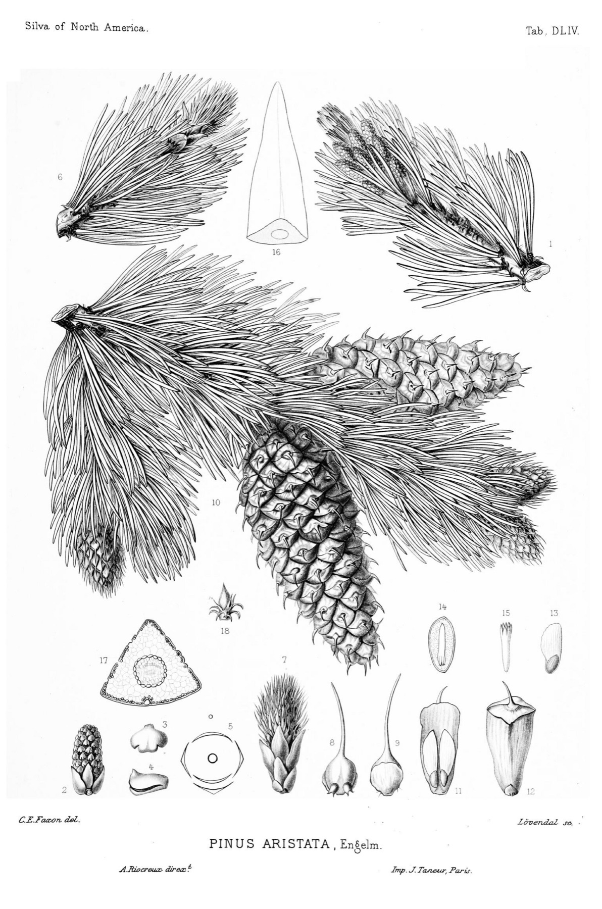 Foxtail Pine — photo 5