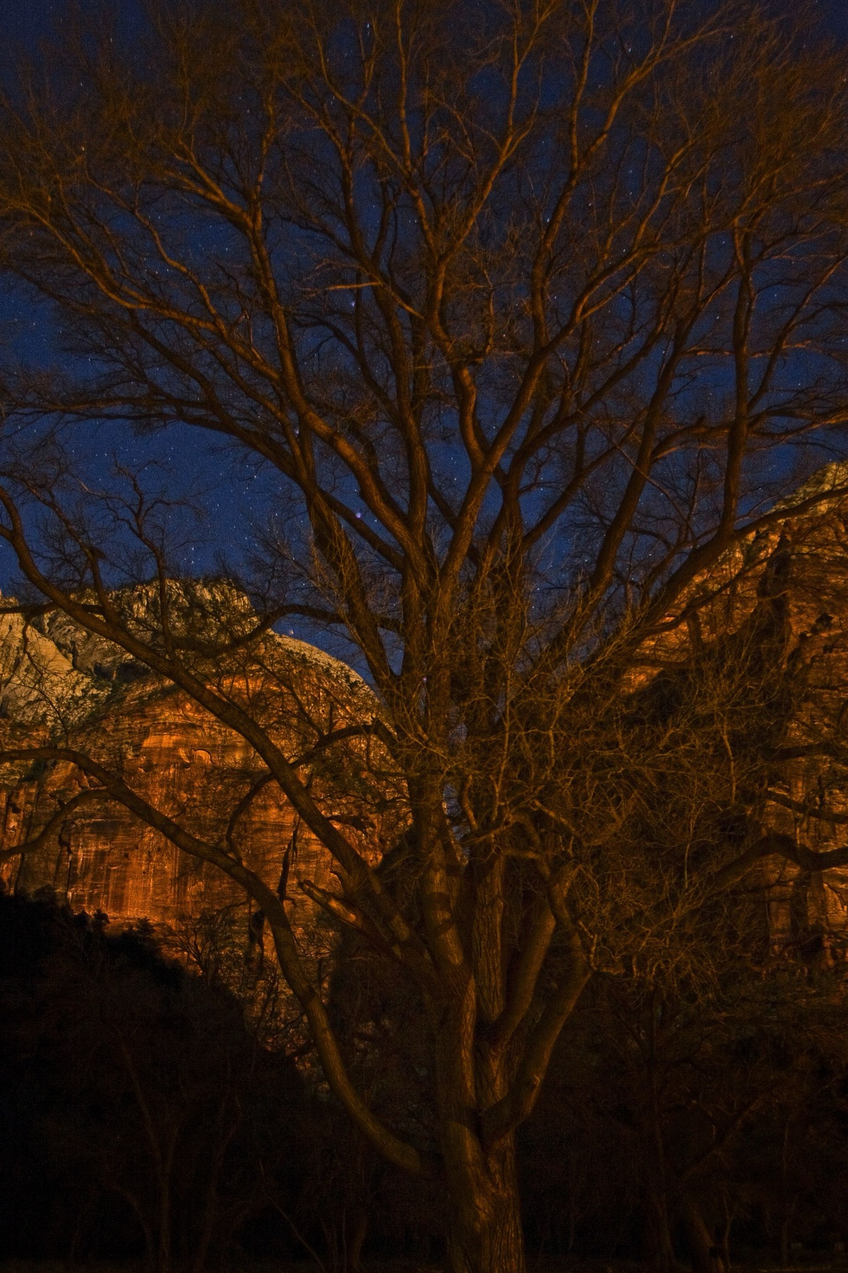 Fremont Cottonwood — photo 9