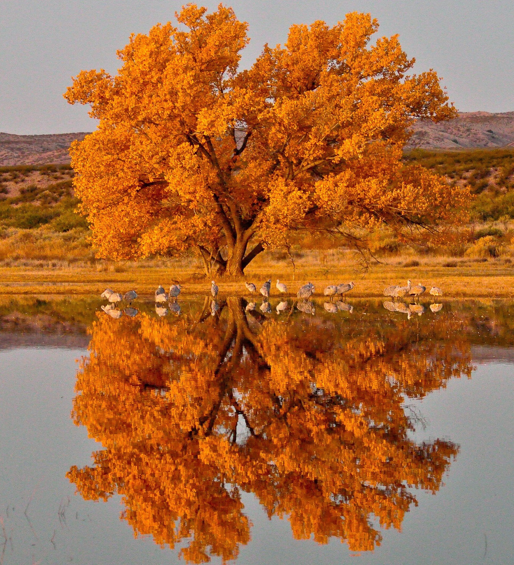 Fremont Cottonwood — photo 10