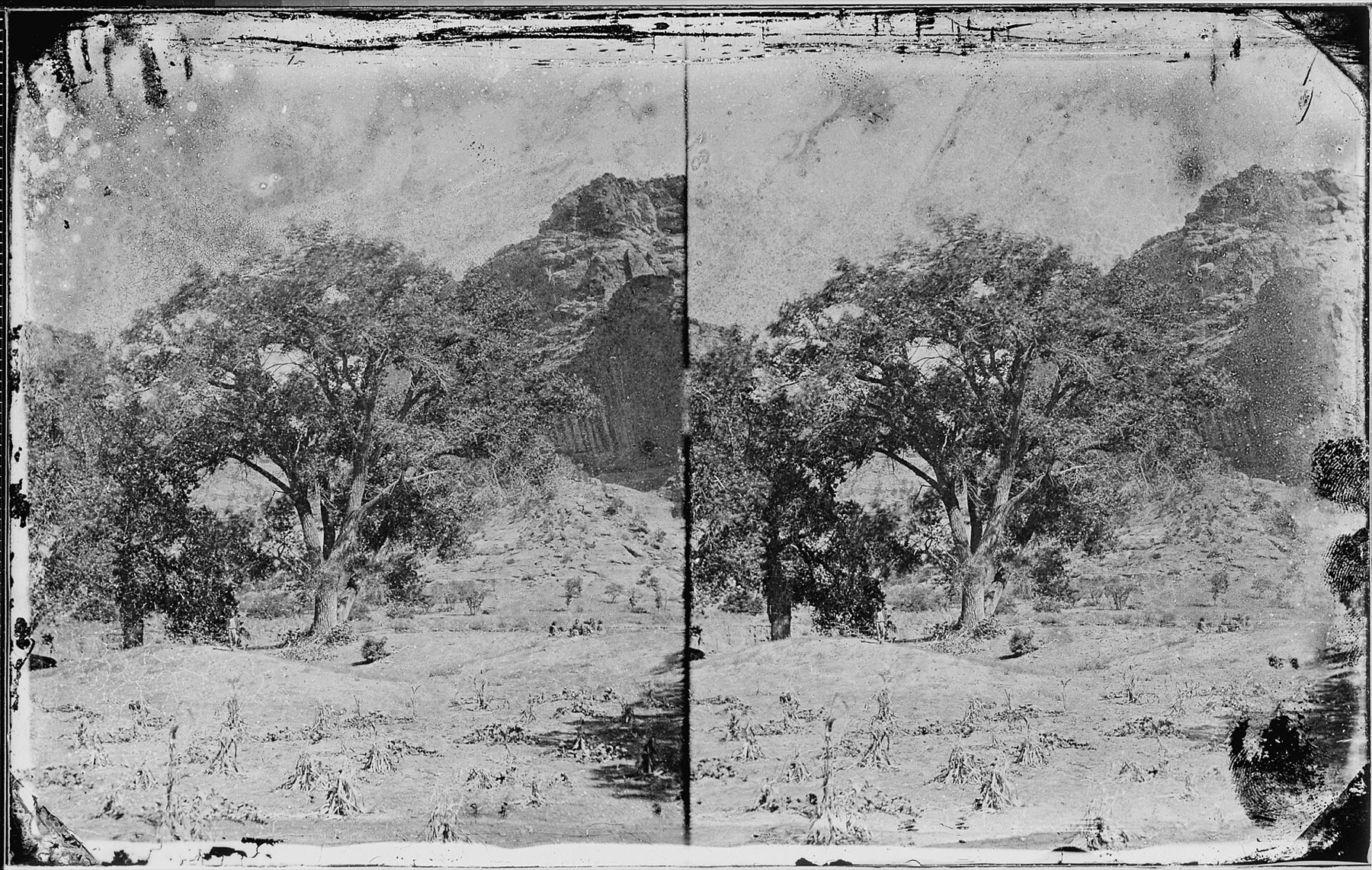 Fremont Cottonwood — photo 12