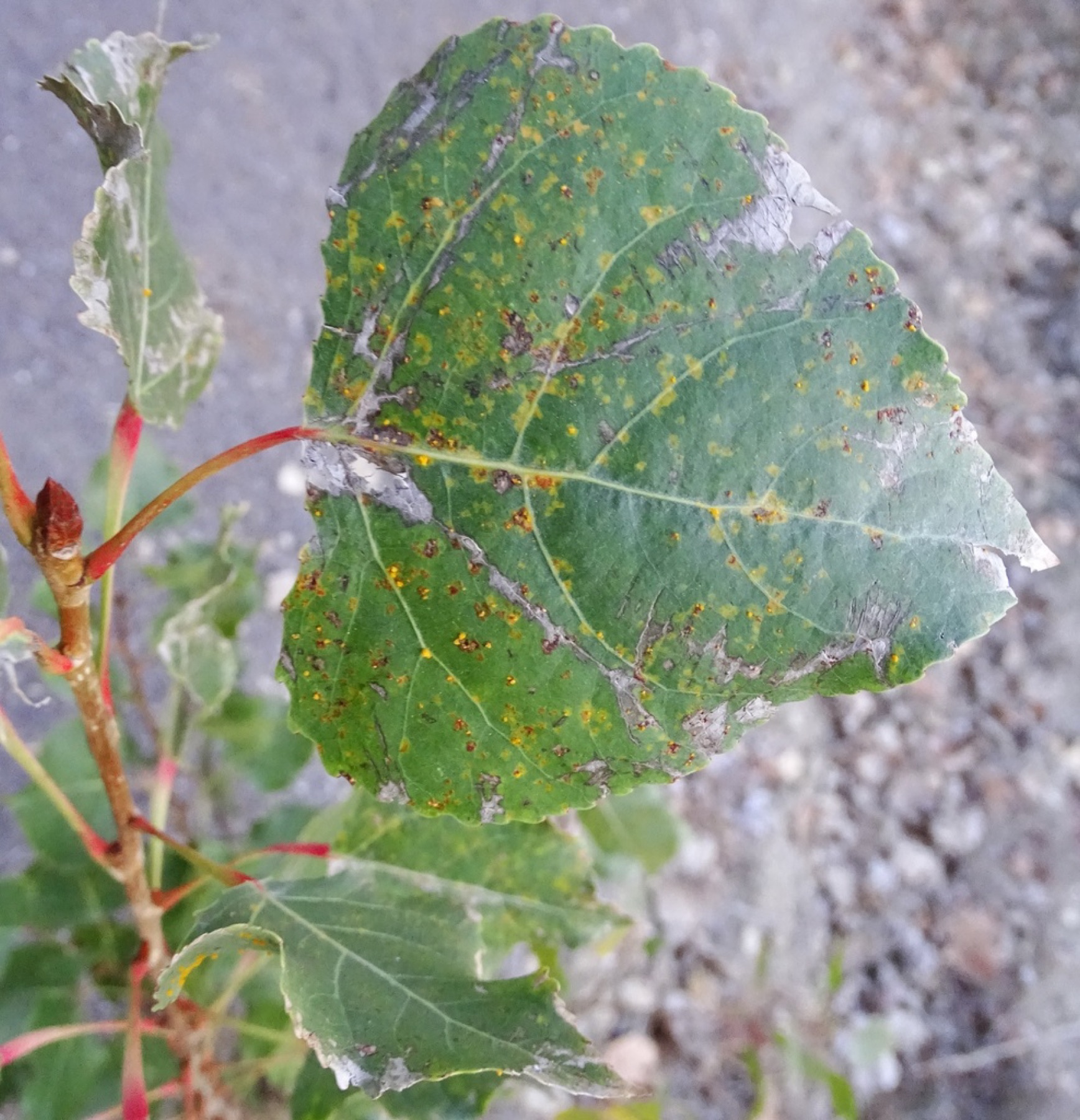 Fremont Cottonwood — photo 14