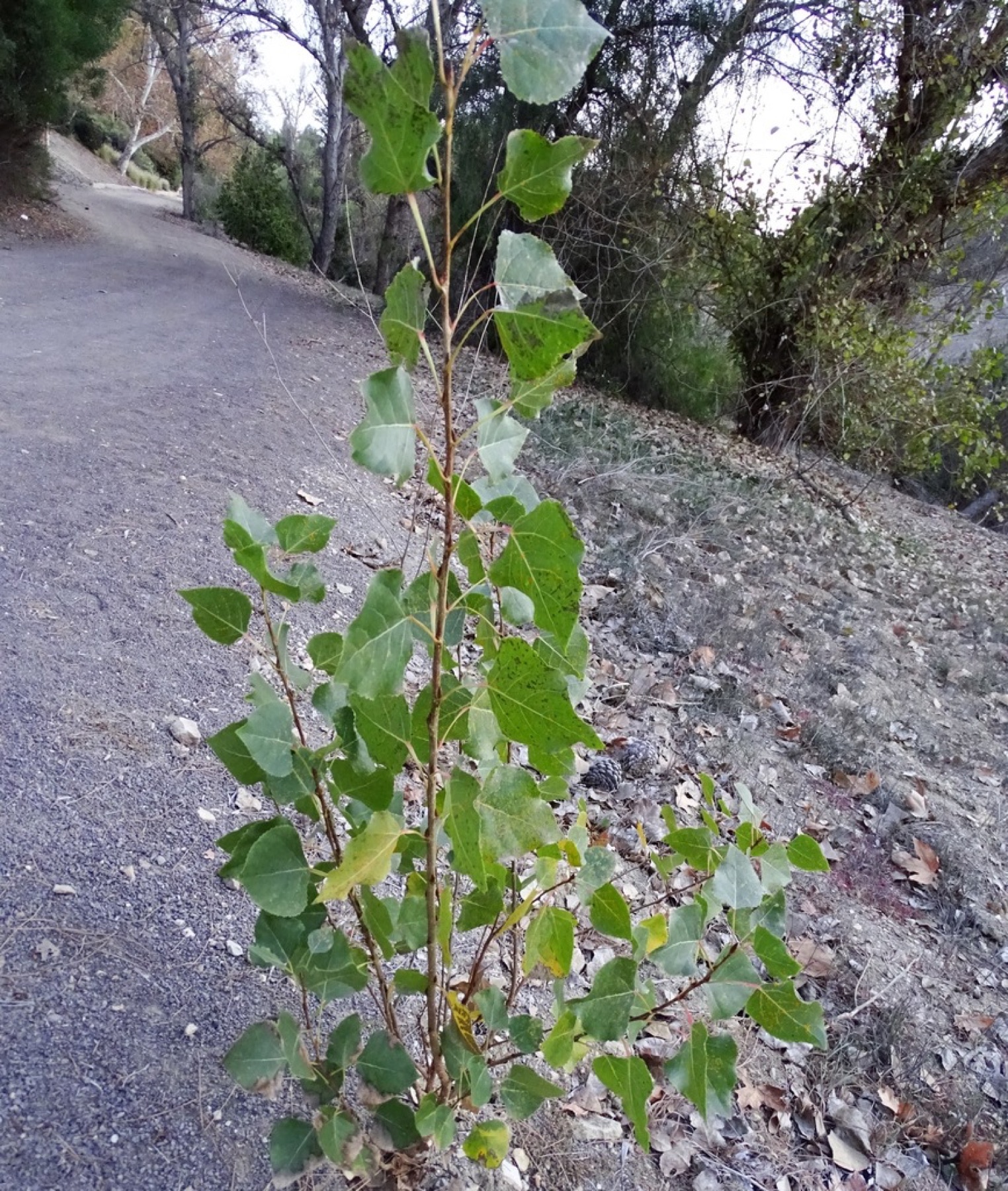 Fremont Cottonwood — photo 15