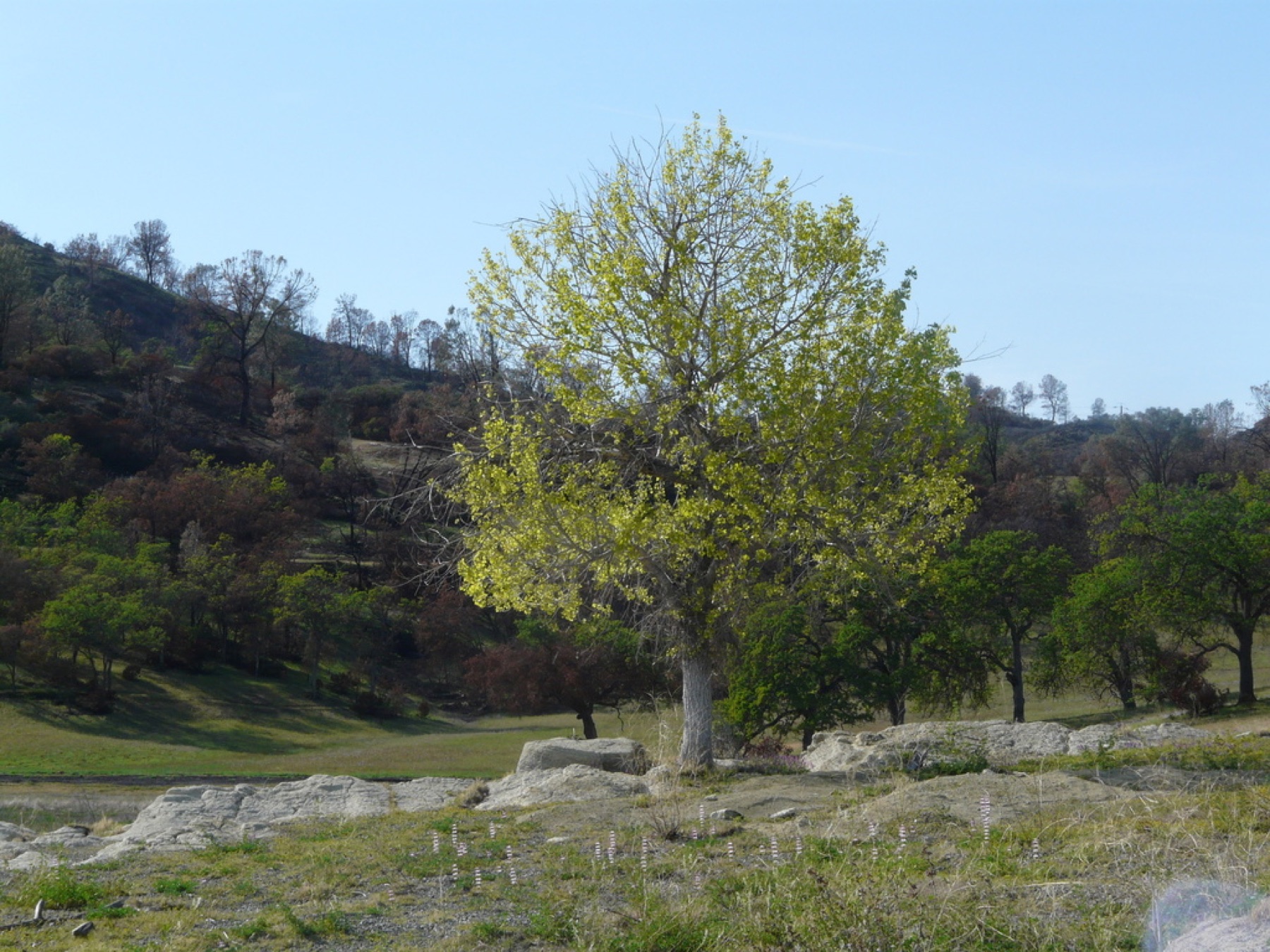 Fremont Cottonwood — photo 17