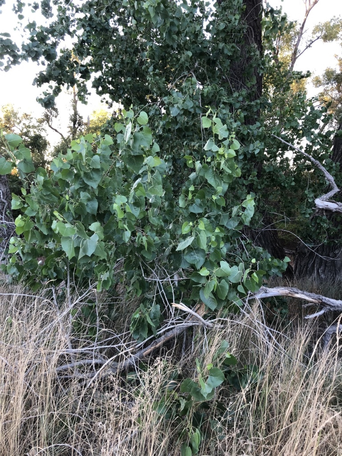 Fremont Cottonwood — photo 18