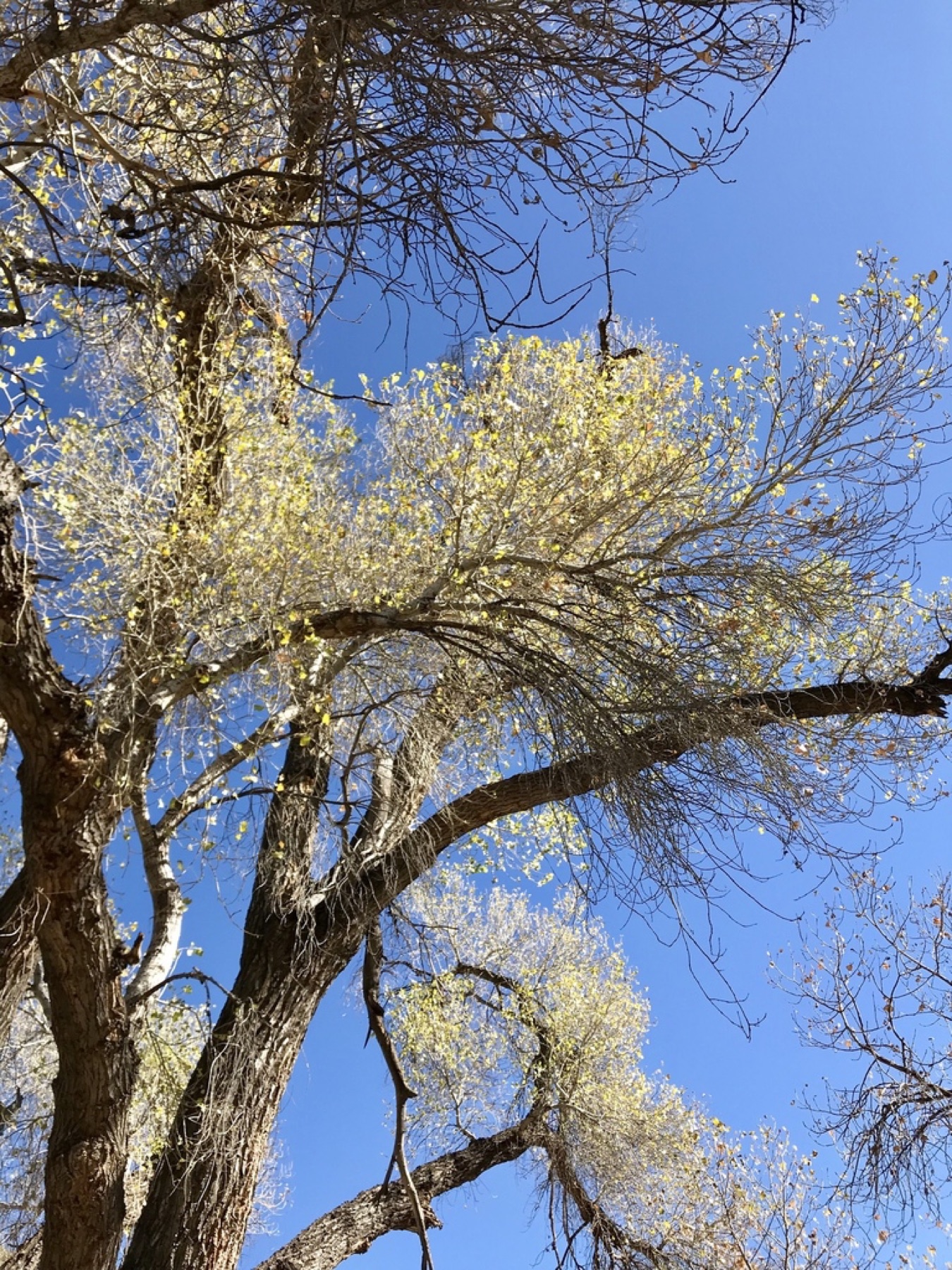 Fremont Cottonwood — photo 19