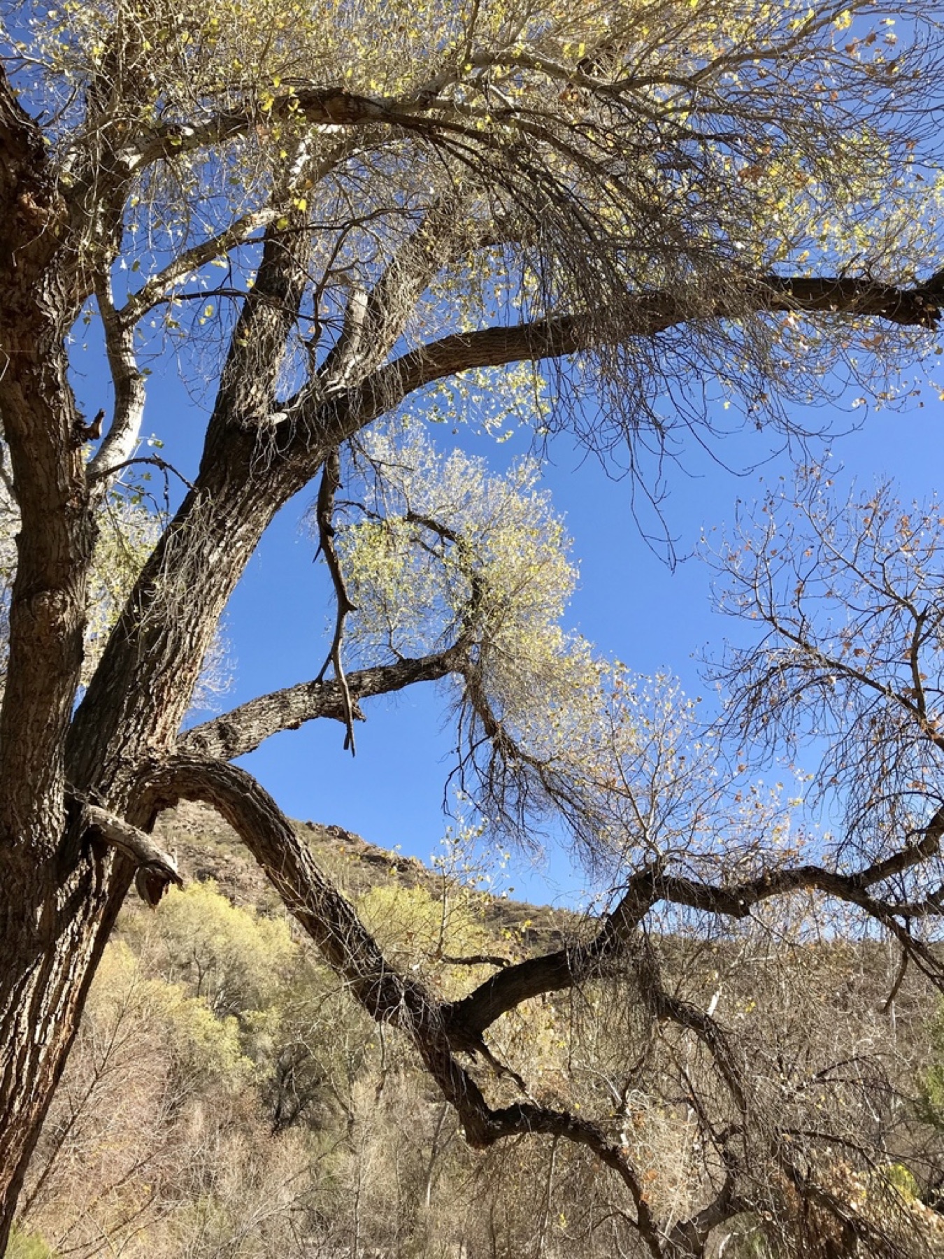 Fremont Cottonwood — photo 20