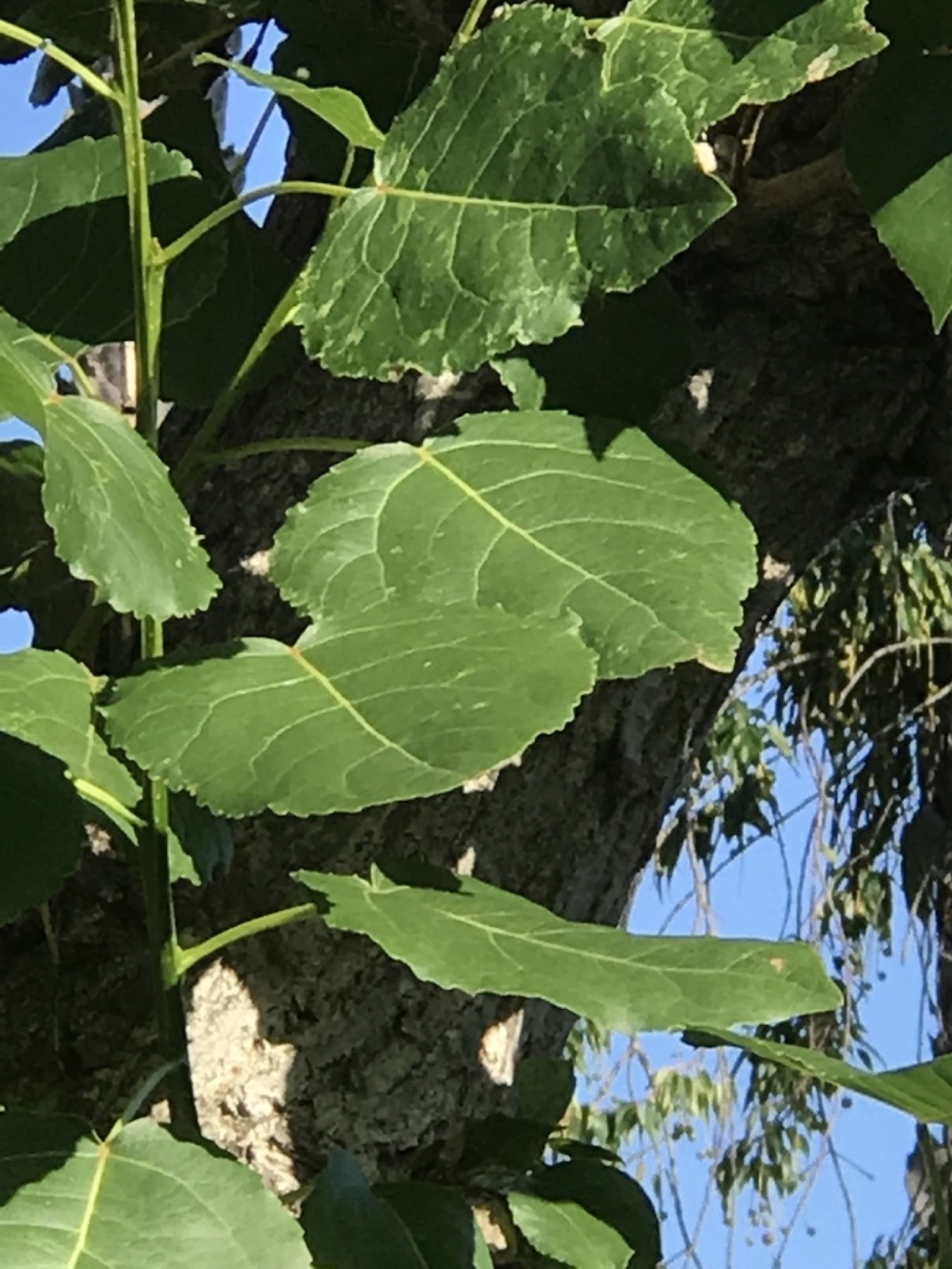 Fremont Cottonwood — photo 21