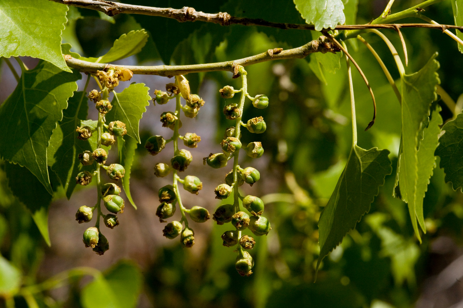 Fremont Cottonwood — photo 22