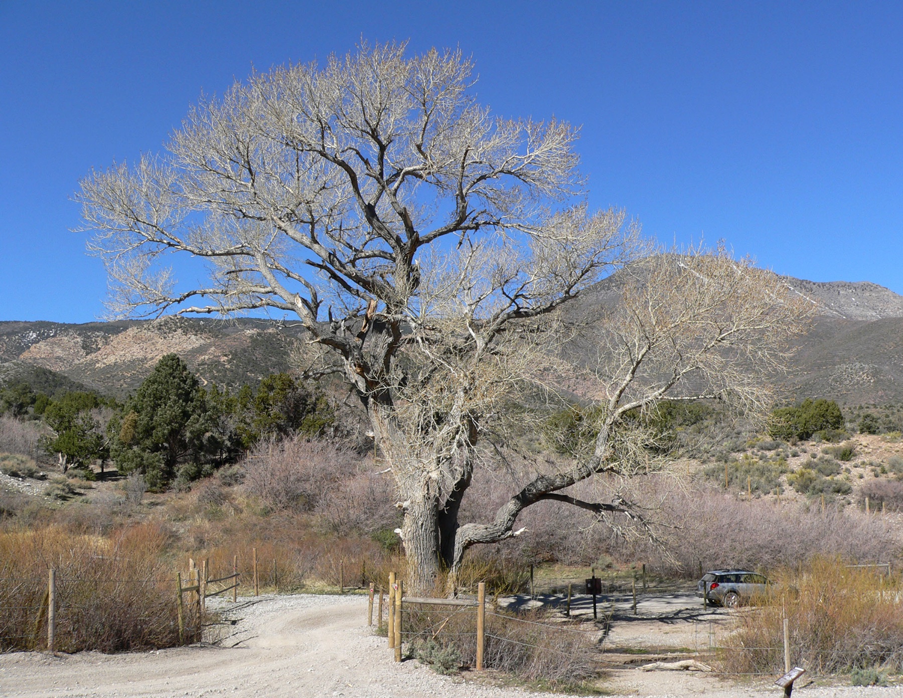 Fremont Cottonwood — photo 23