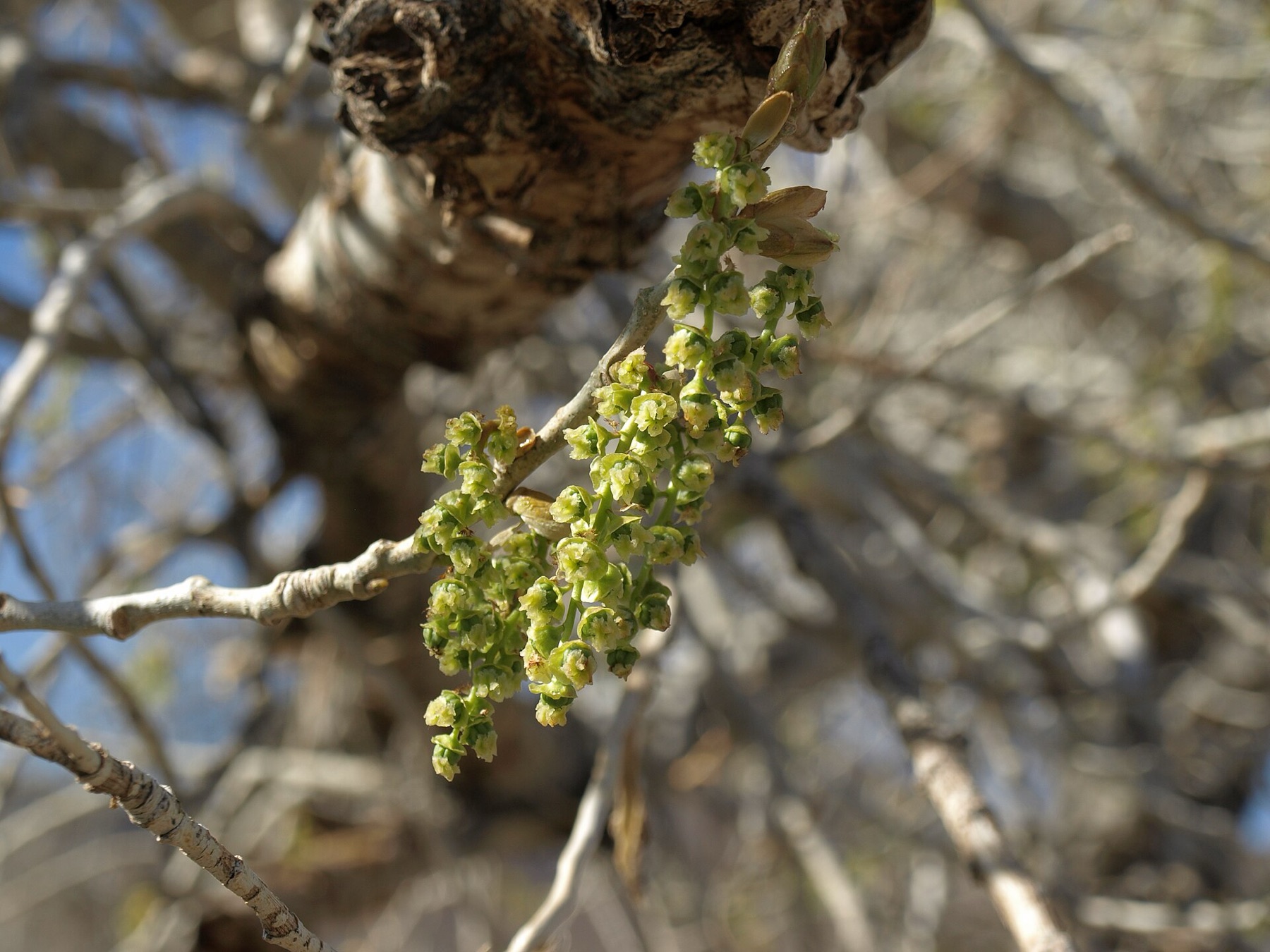 Fremont Cottonwood