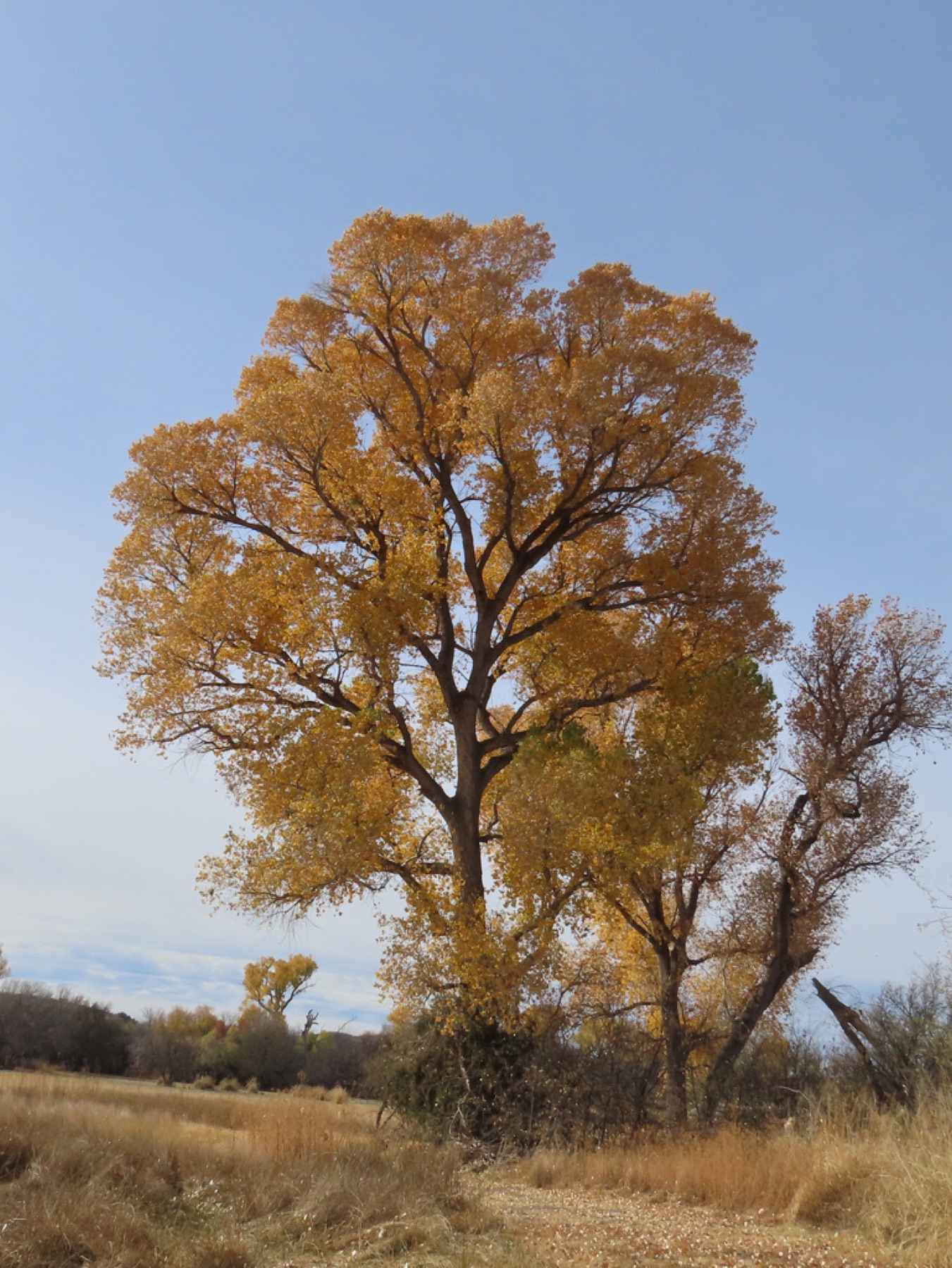 Fremont Cottonwood — photo 2