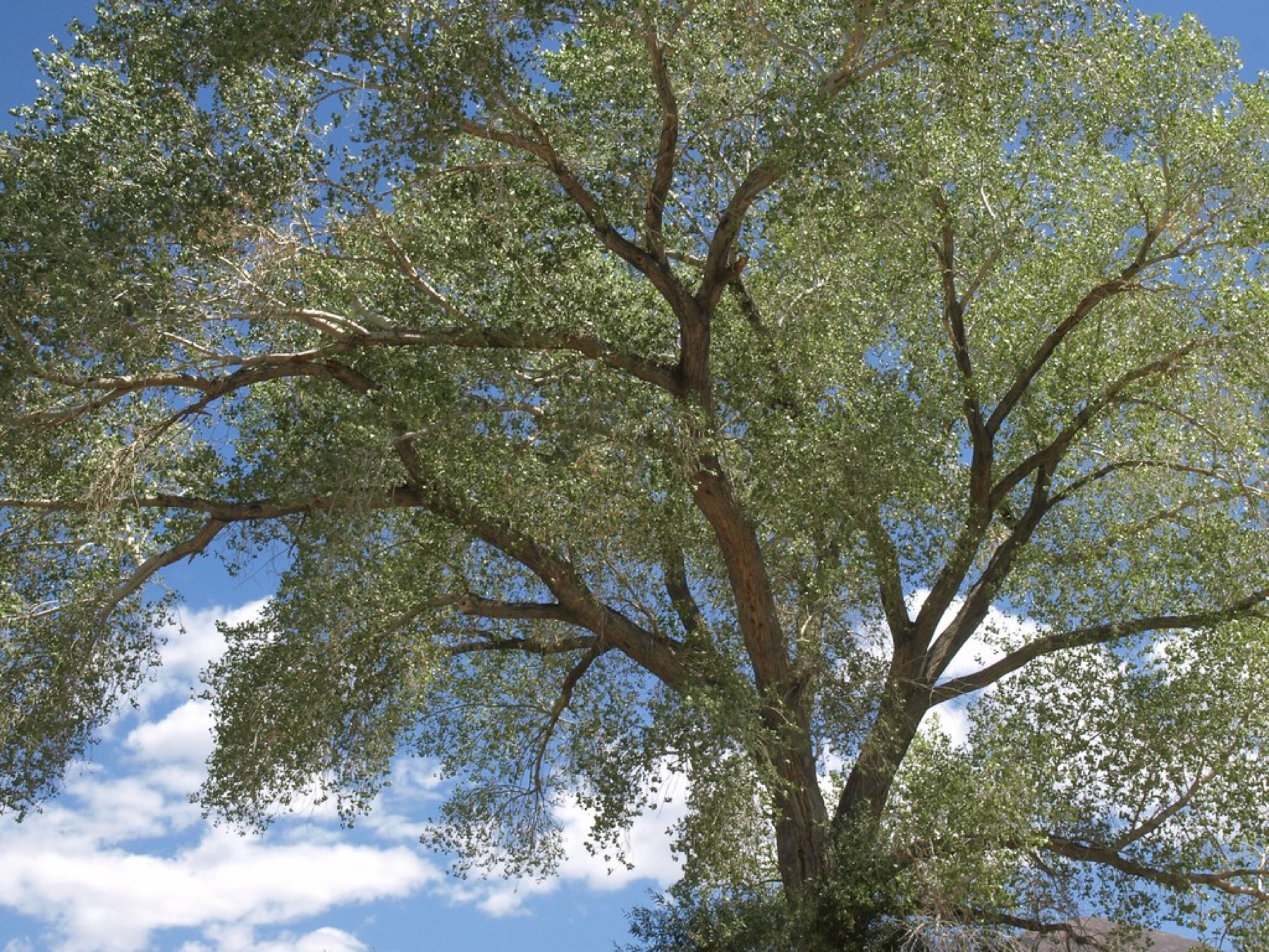 Fremont Cottonwood — photo 3