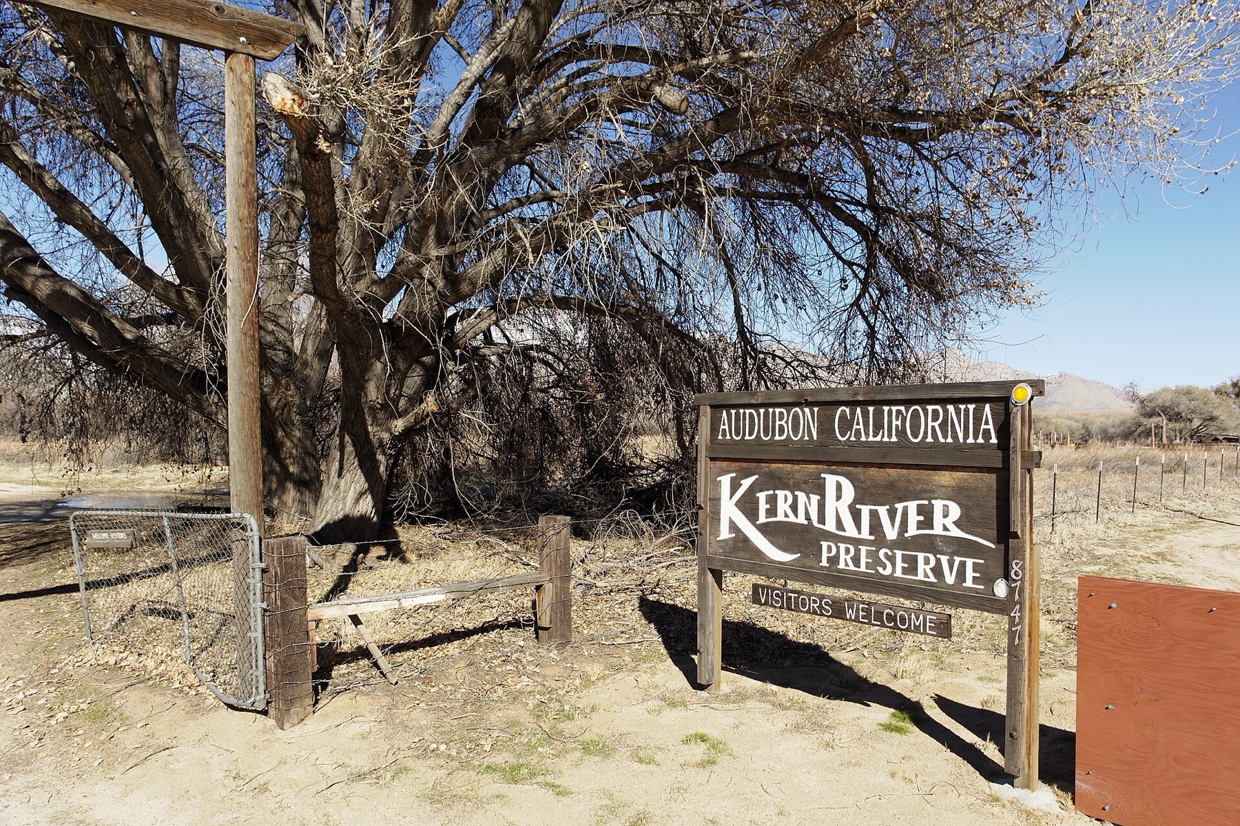 Fremont Cottonwood — photo 4