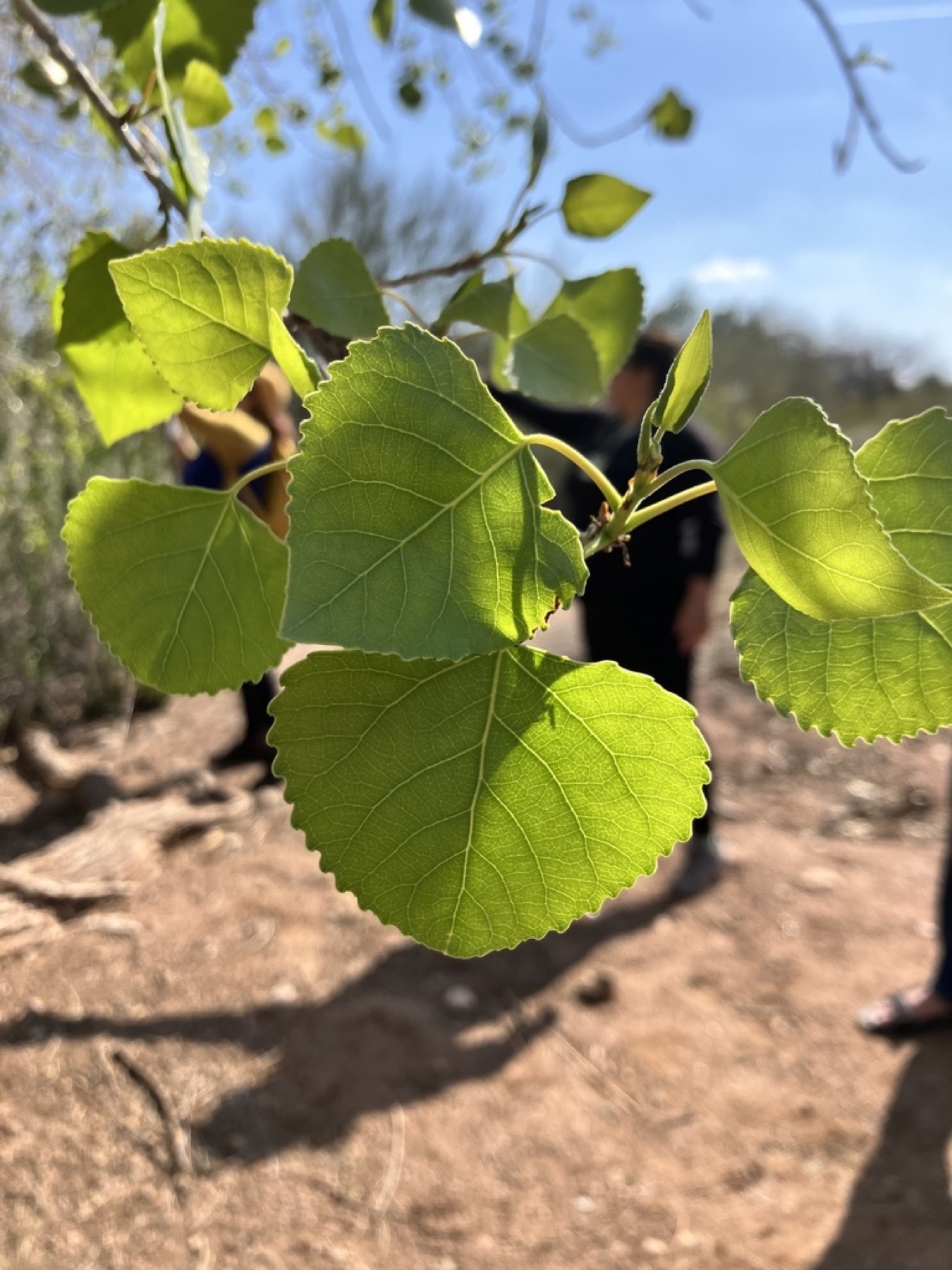 Fremont Cottonwood — photo 5