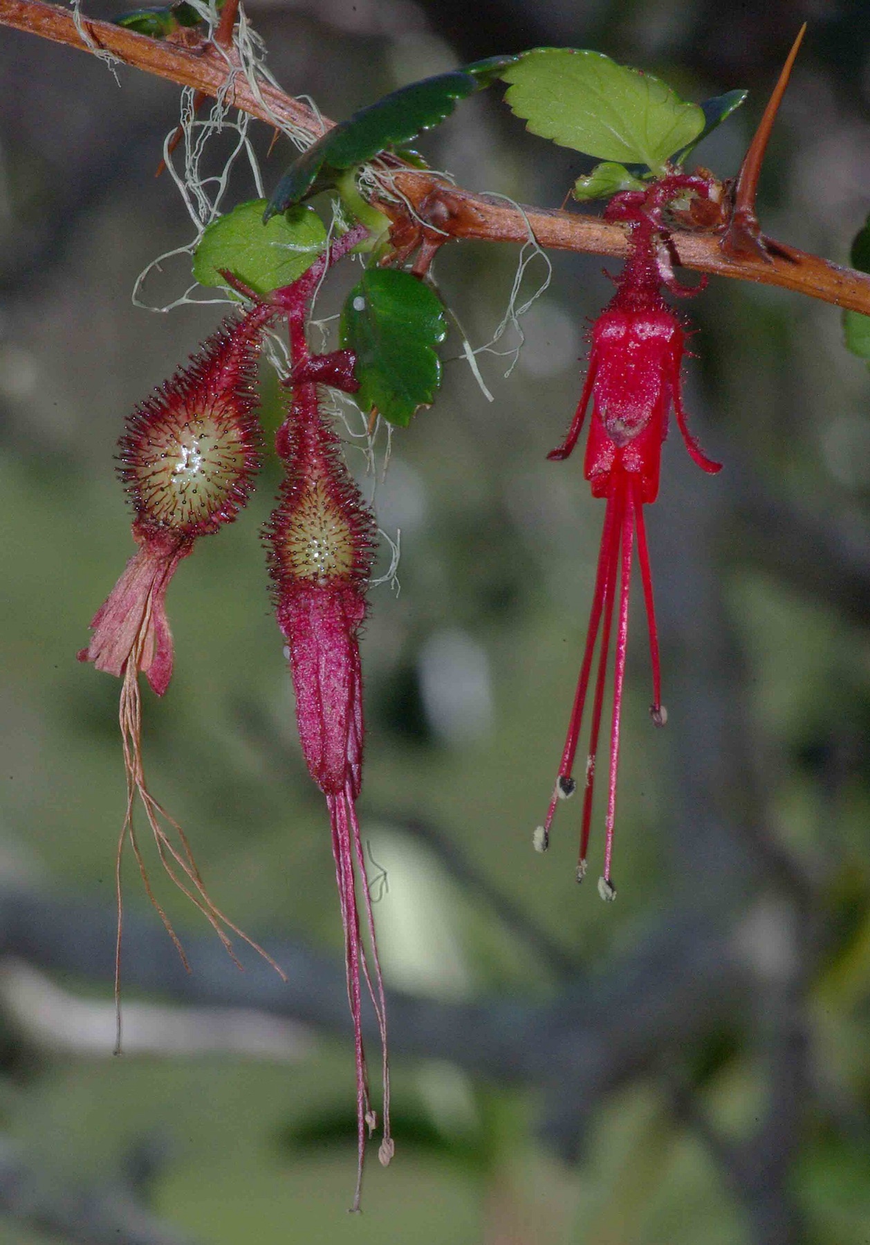 Fuchsiaflower Gooseberry — photo 6