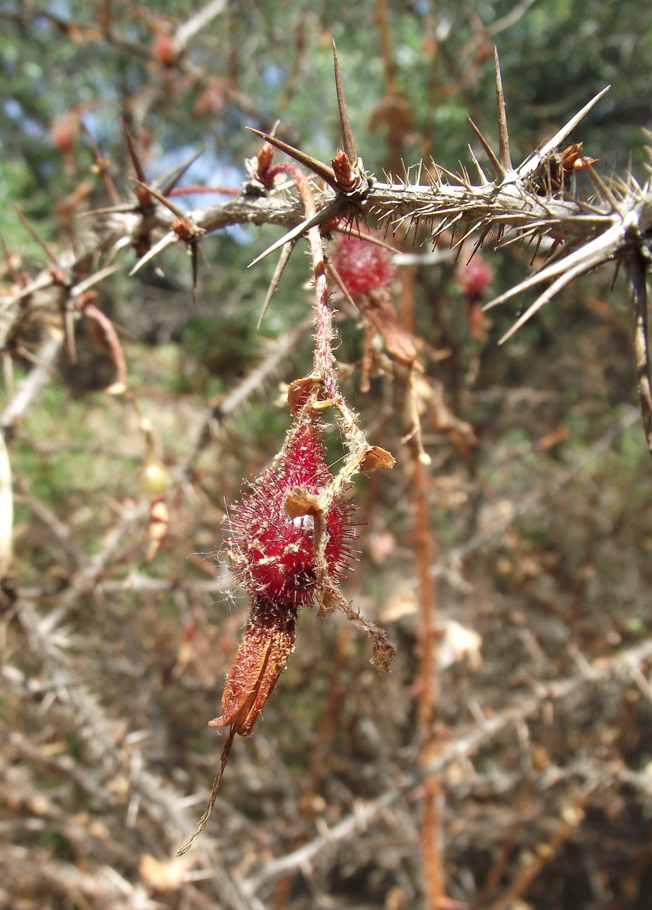Fuchsiaflower Gooseberry — photo 7