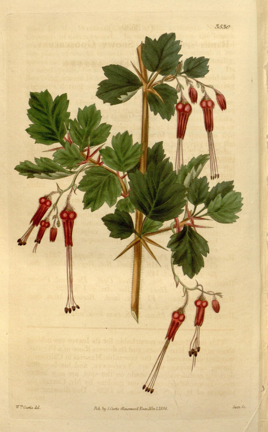 Fuchsiaflower Gooseberry — photo 8